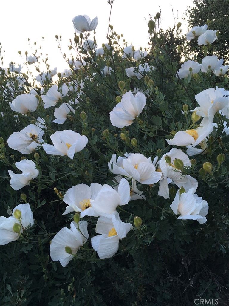 40 Bobcat Springs Road