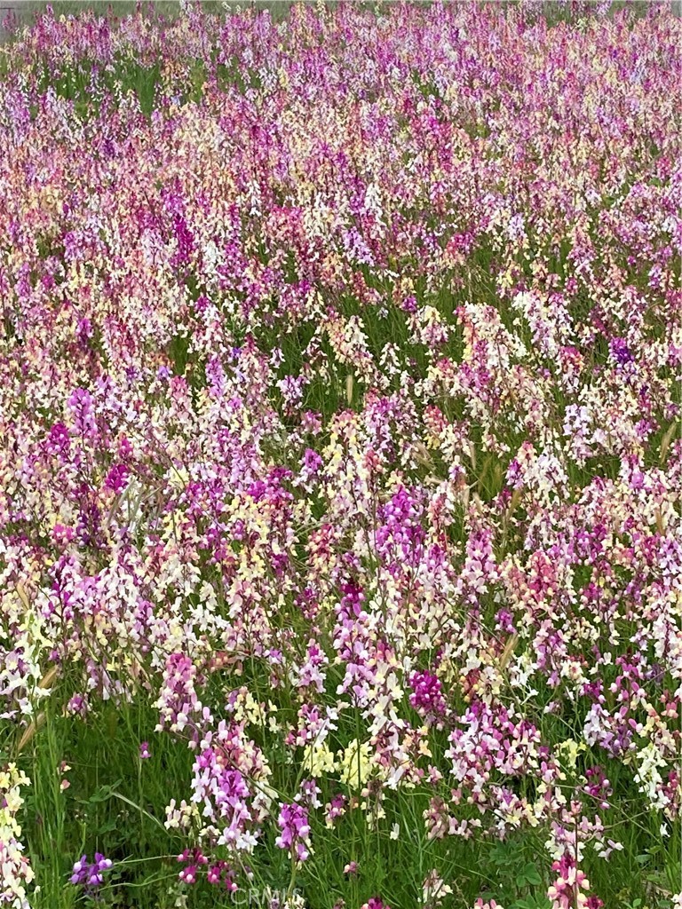 40 Bobcat Springs Road