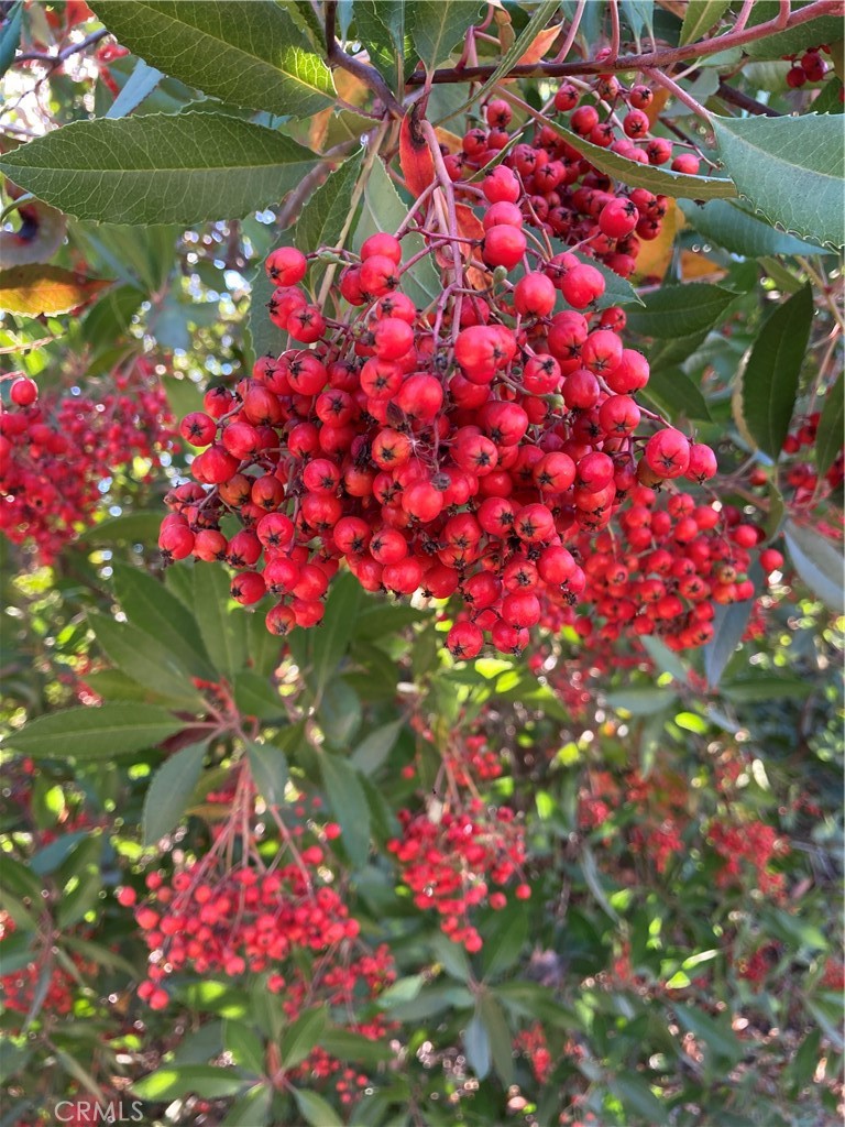 40 Bobcat Springs Road