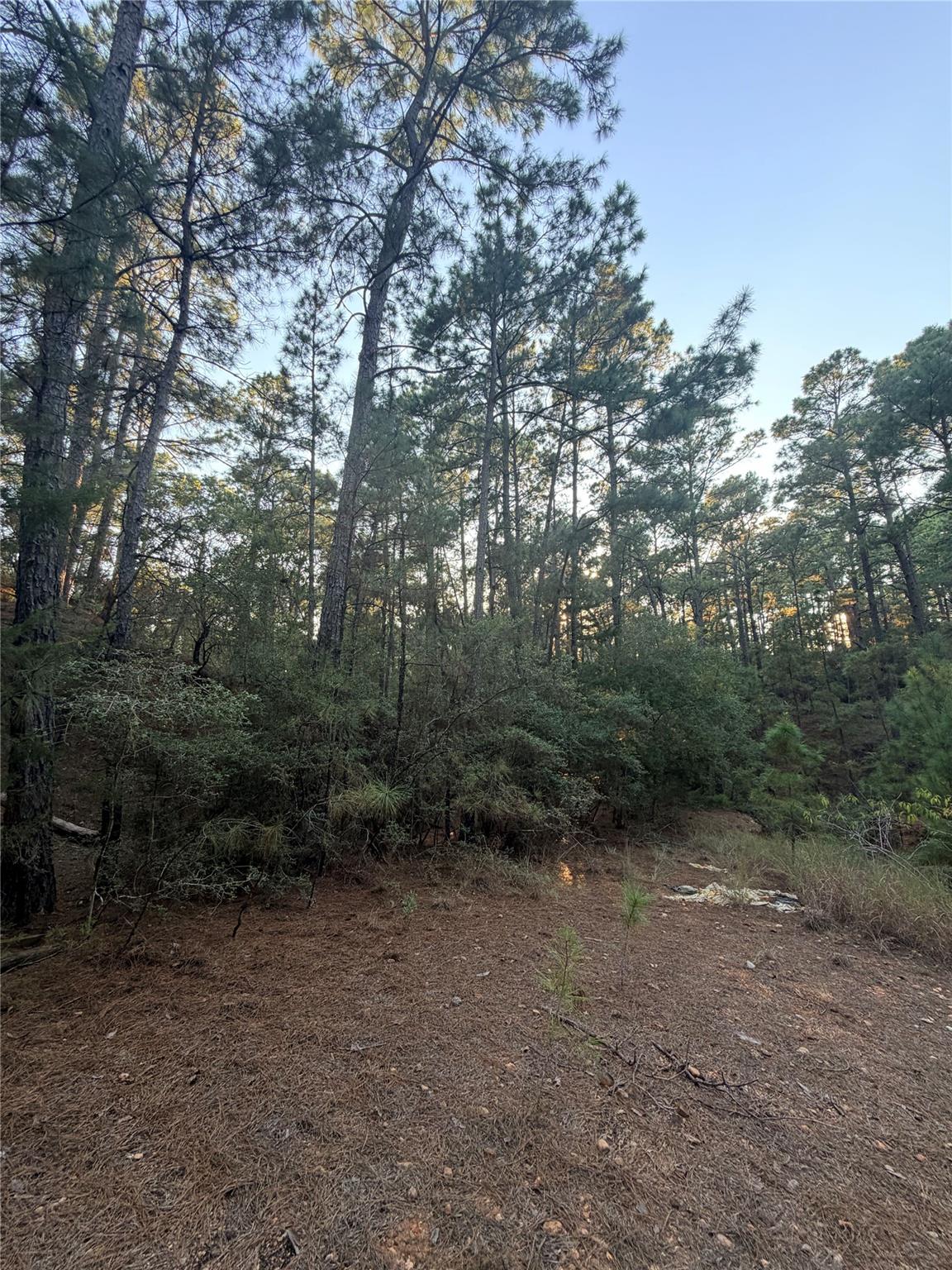 Wooded vacant lot with tall pines, dense undergrowth, and a pine-needle-covered clearing.