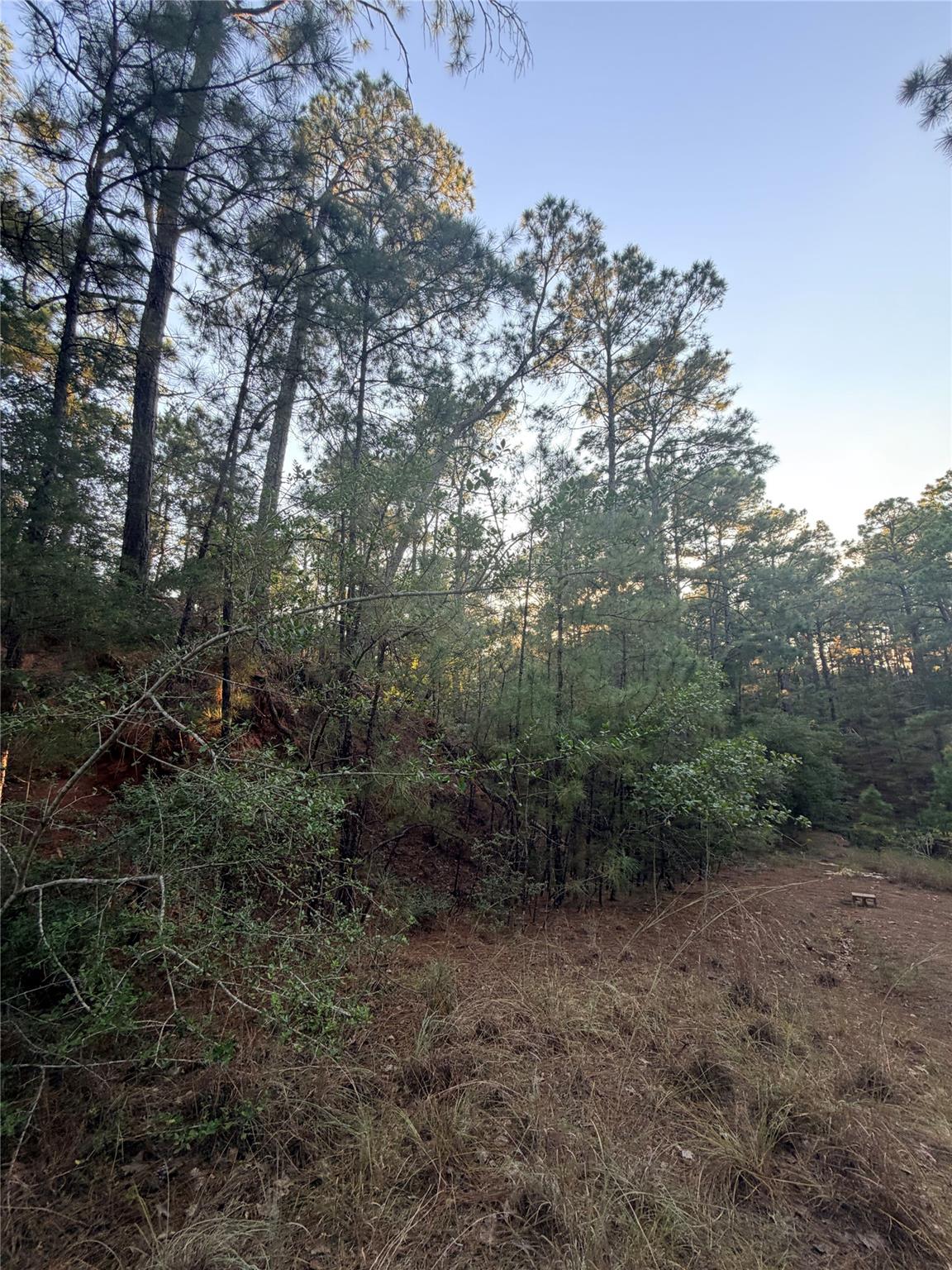 Wooded vacant lot with tall pines, dense brush, and a small dirt clearing.