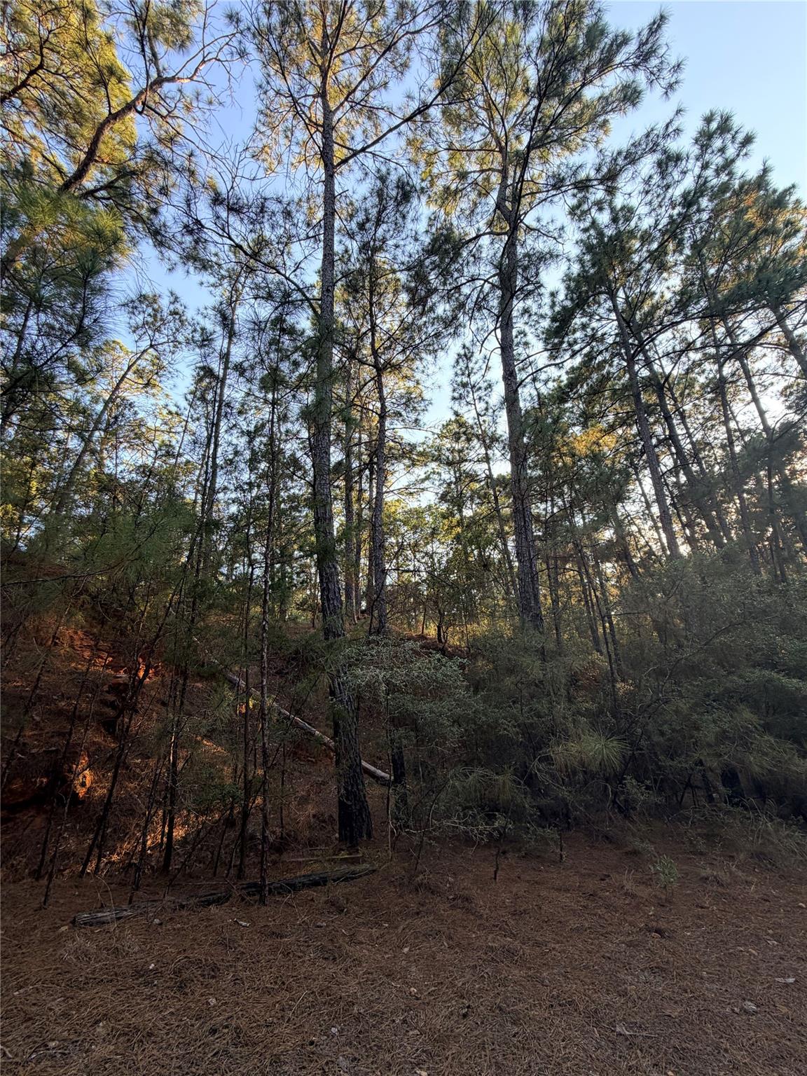 Wooded lot with tall pine trees and a pine-needle-covered slope.