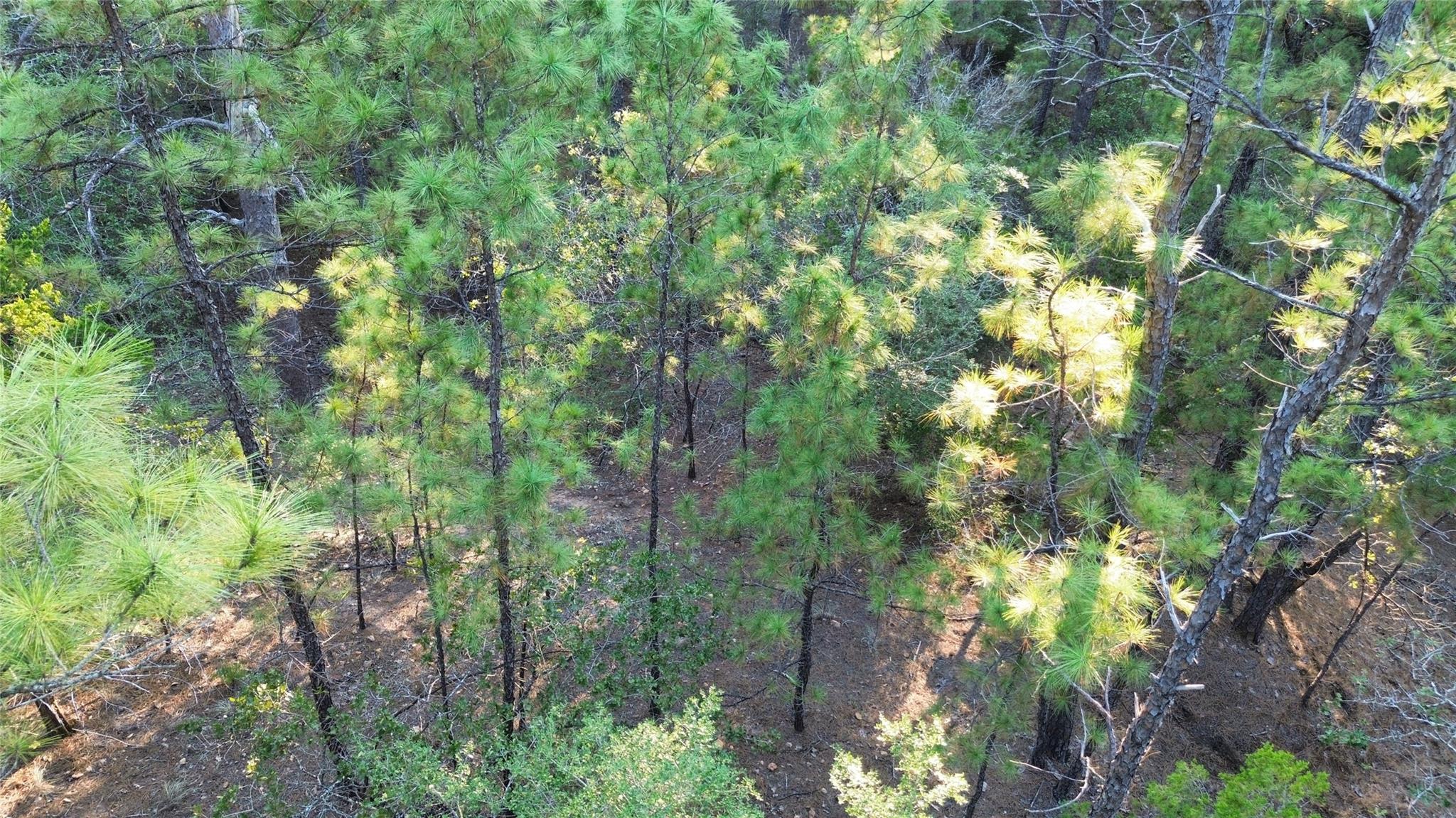 Aerial view of a wooded lot with dense pine trees and patches of open ground.