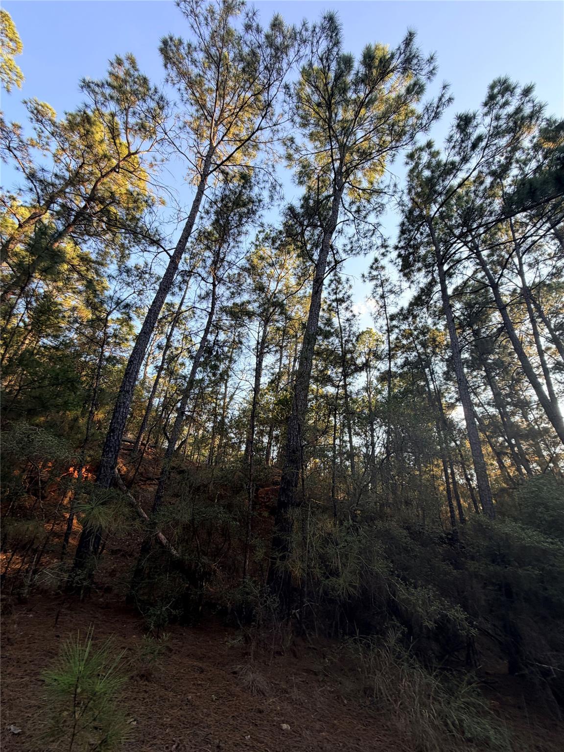 Wooded vacant lot with tall pine trees and dense undergrowth beneath a clear blue sky.
