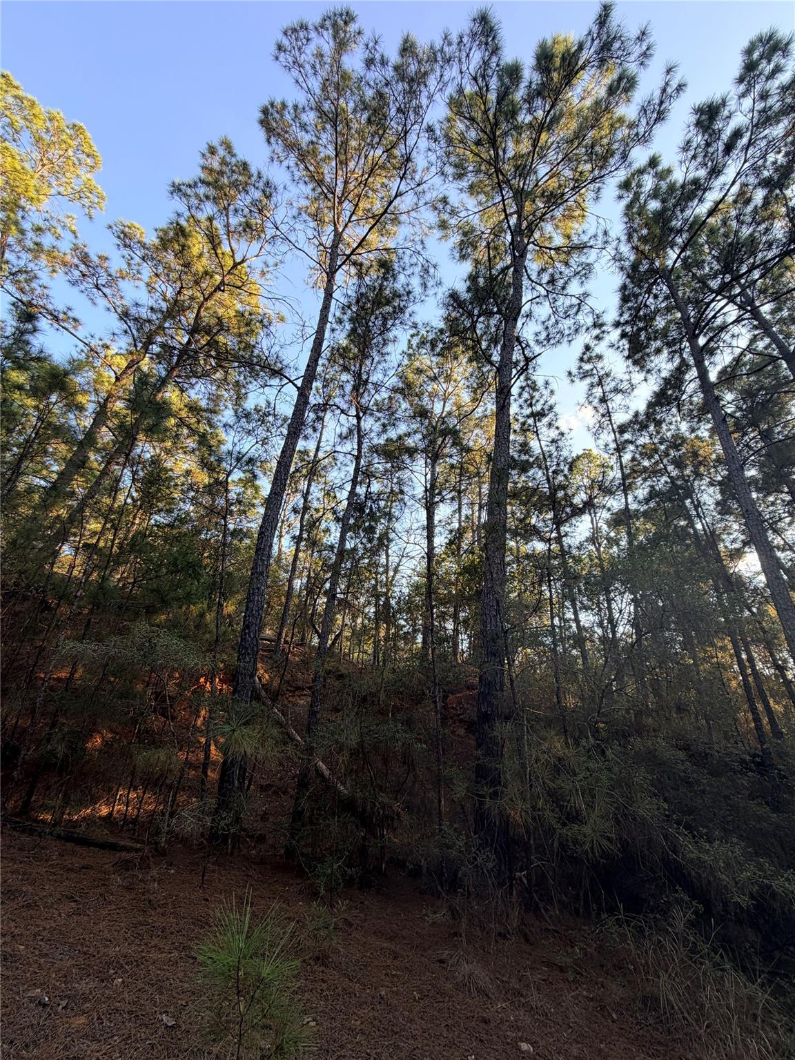 Wooded lot with tall pines and a sloping, needle-covered forest floor.
