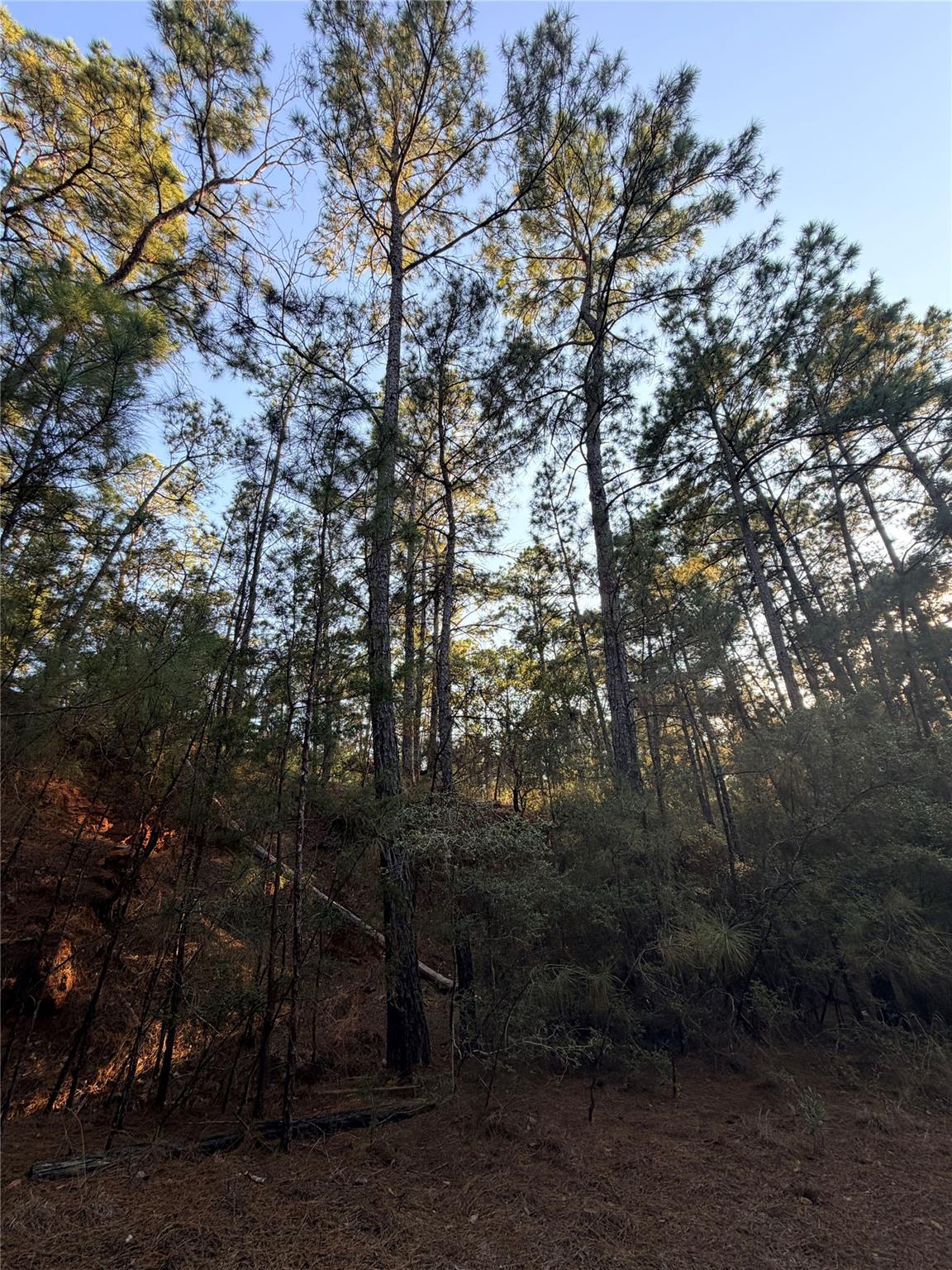 Wooded vacant lot with tall pine trees and sloping, brush-covered ground.