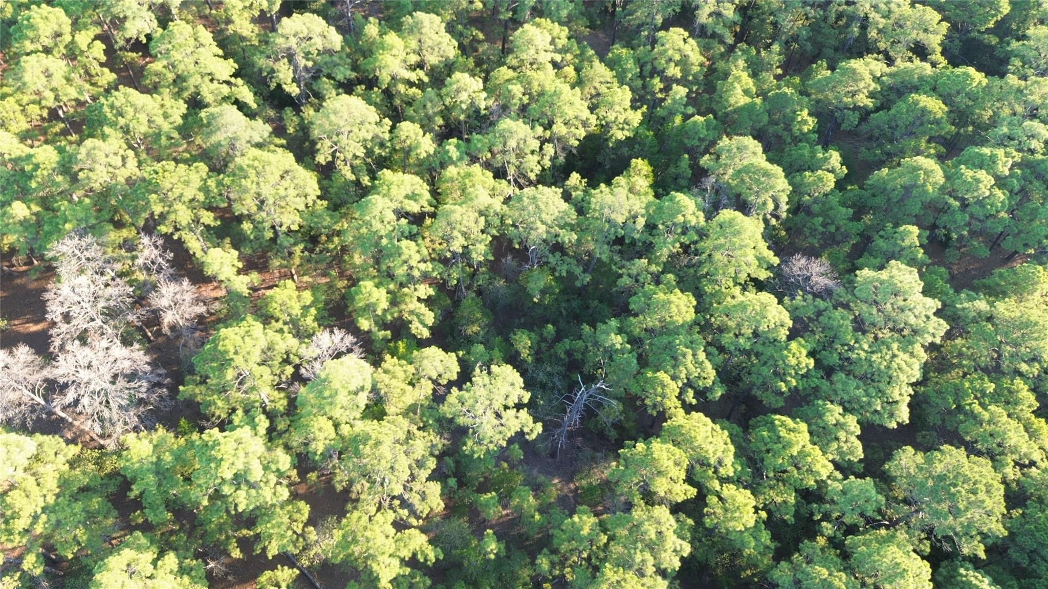 Aerial view of densely wooded land with a thick canopy of mature trees.