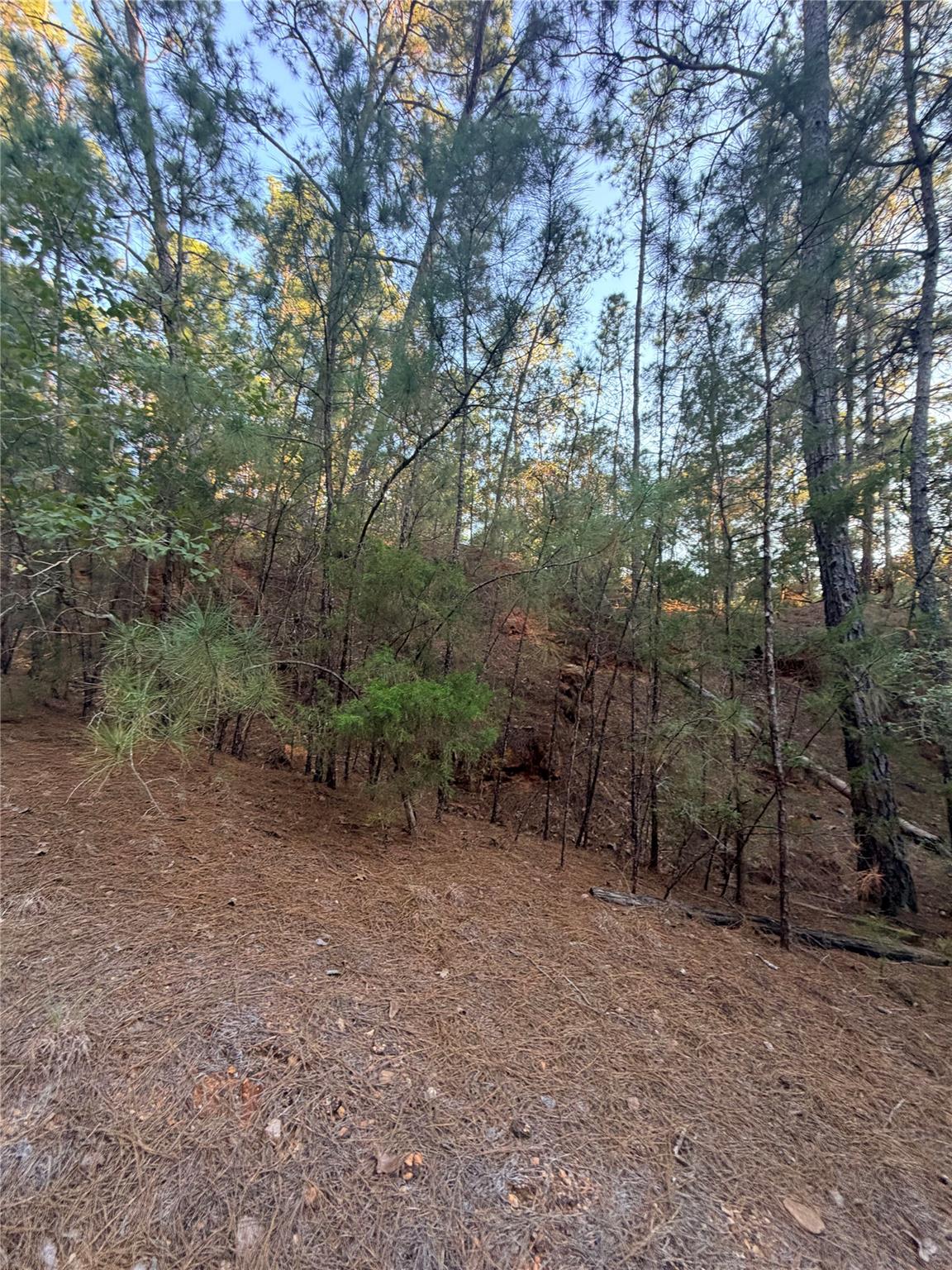 Wooded vacant lot with tall pines, dense undergrowth, and a pine-needle-covered slope.