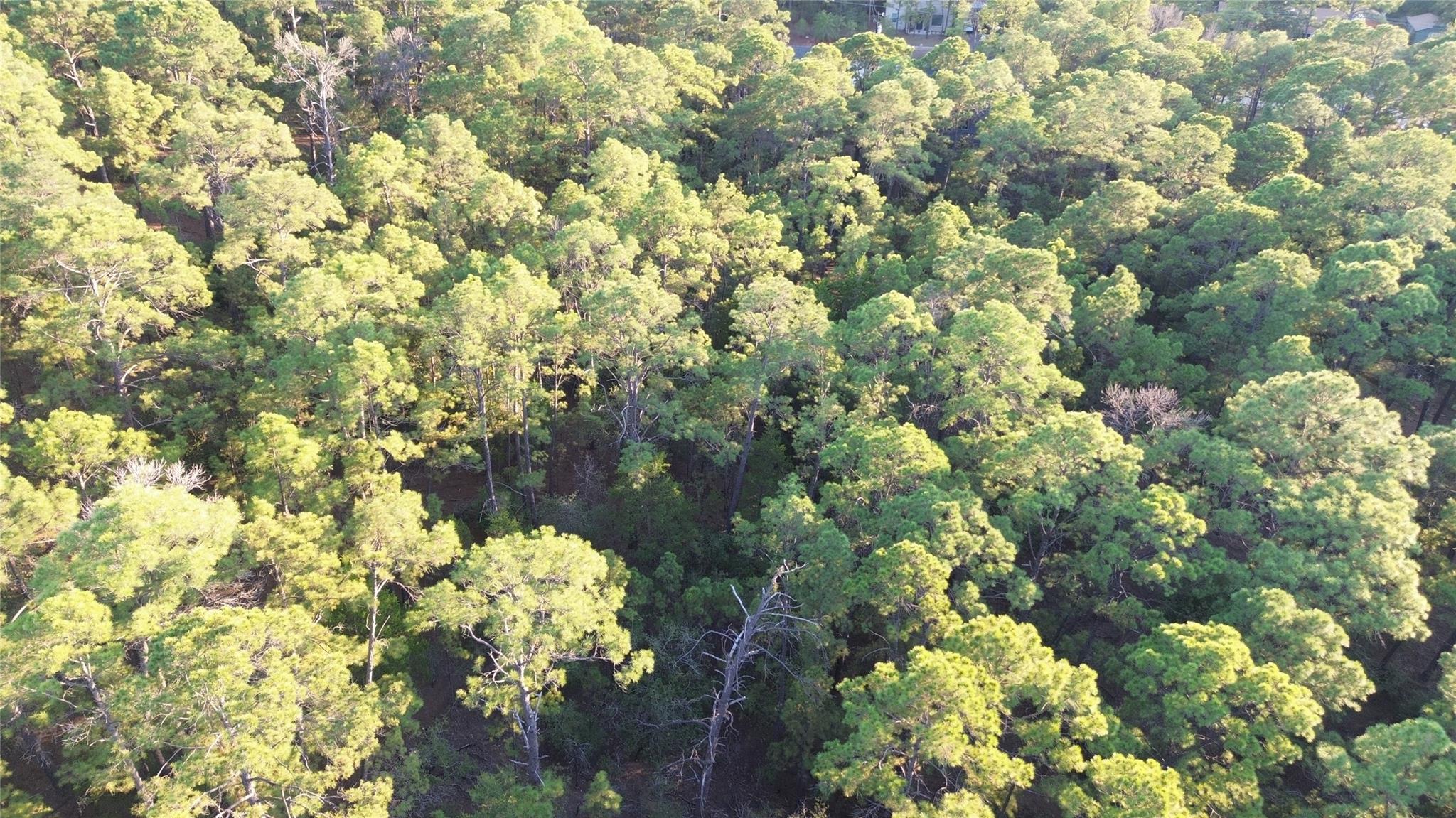 Aerial view of a densely wooded vacant lot with mature trees.