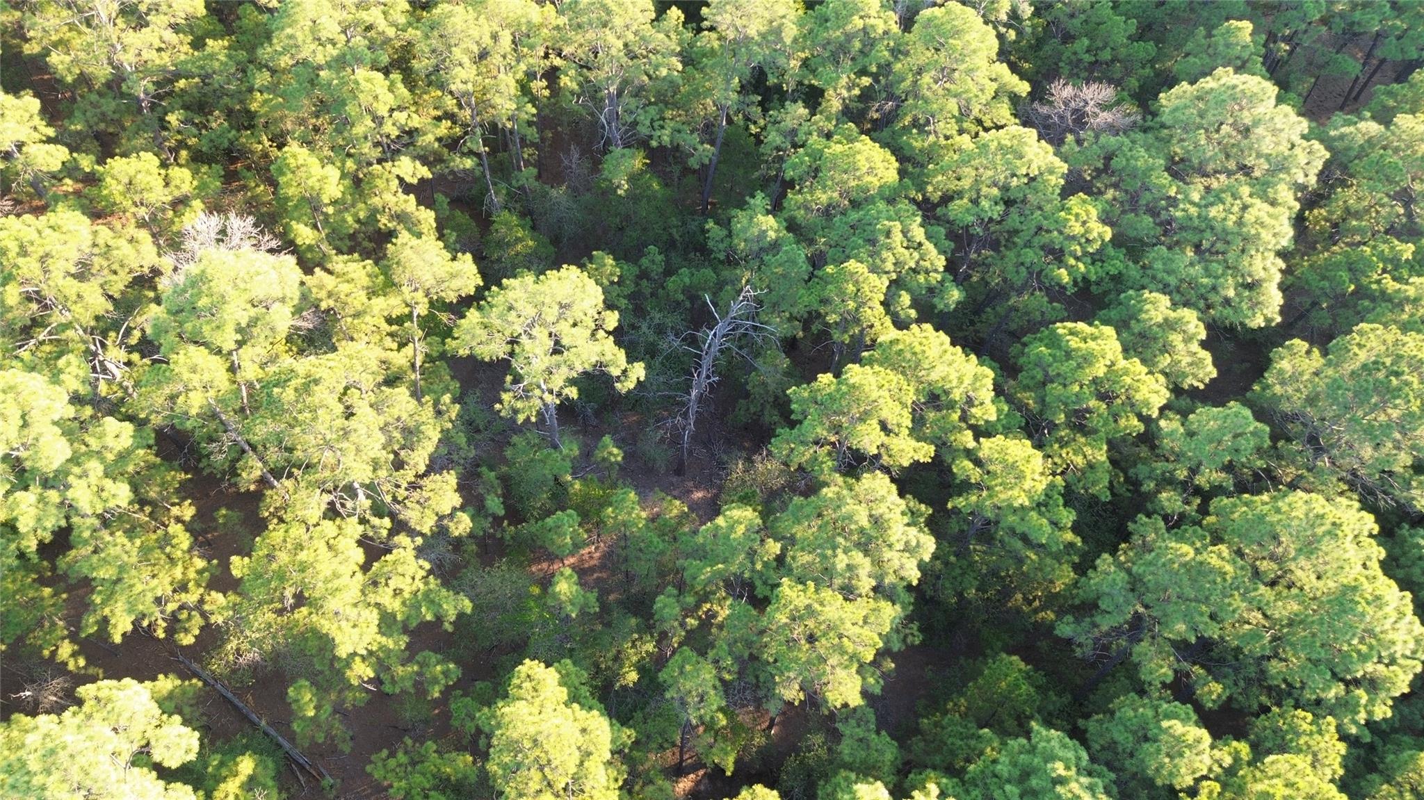 Aerial view of a densely wooded property with mature trees and shaded ground.