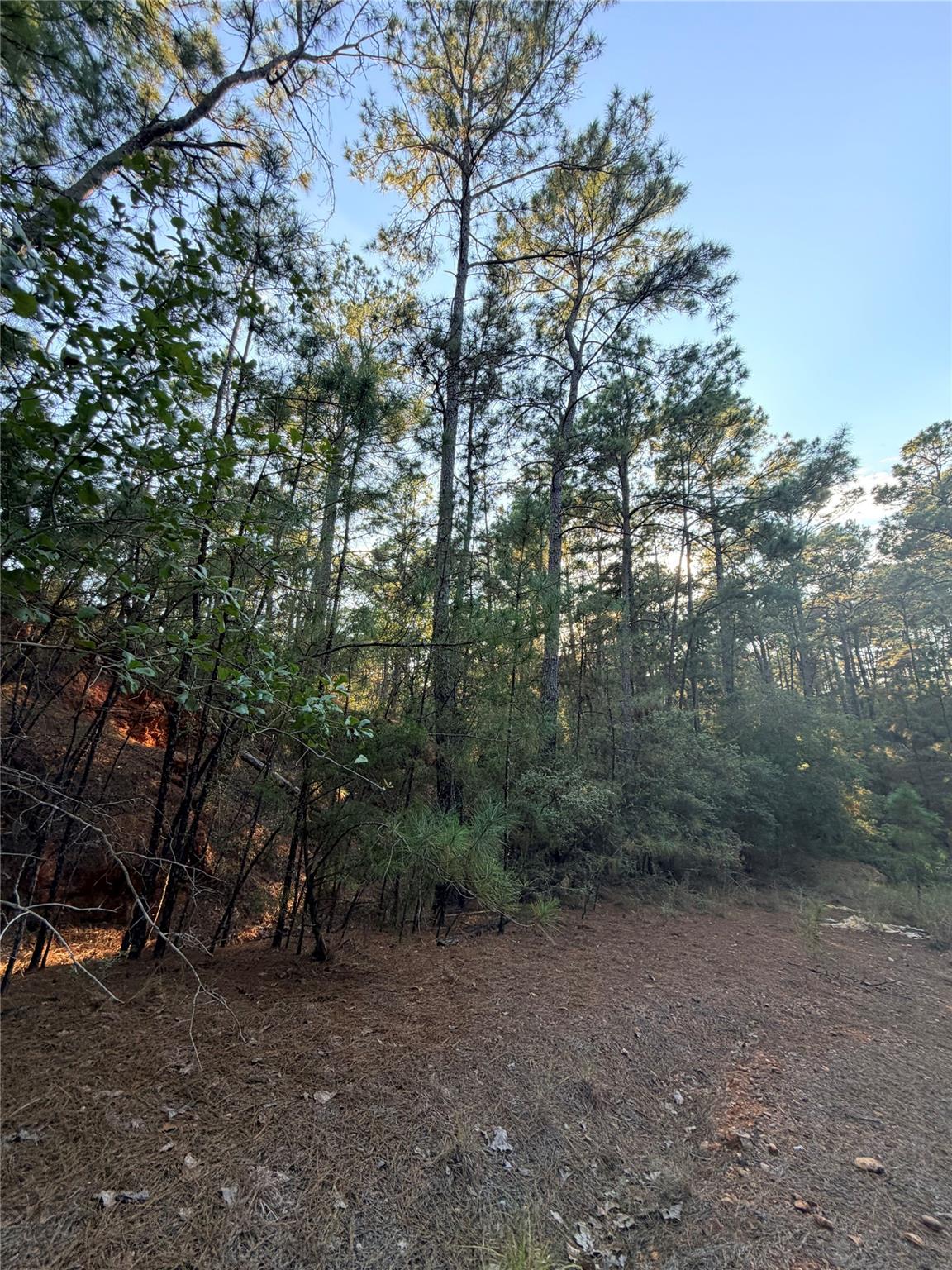 Wooded vacant lot with tall pines surrounding a cleared, needle-covered foreground.