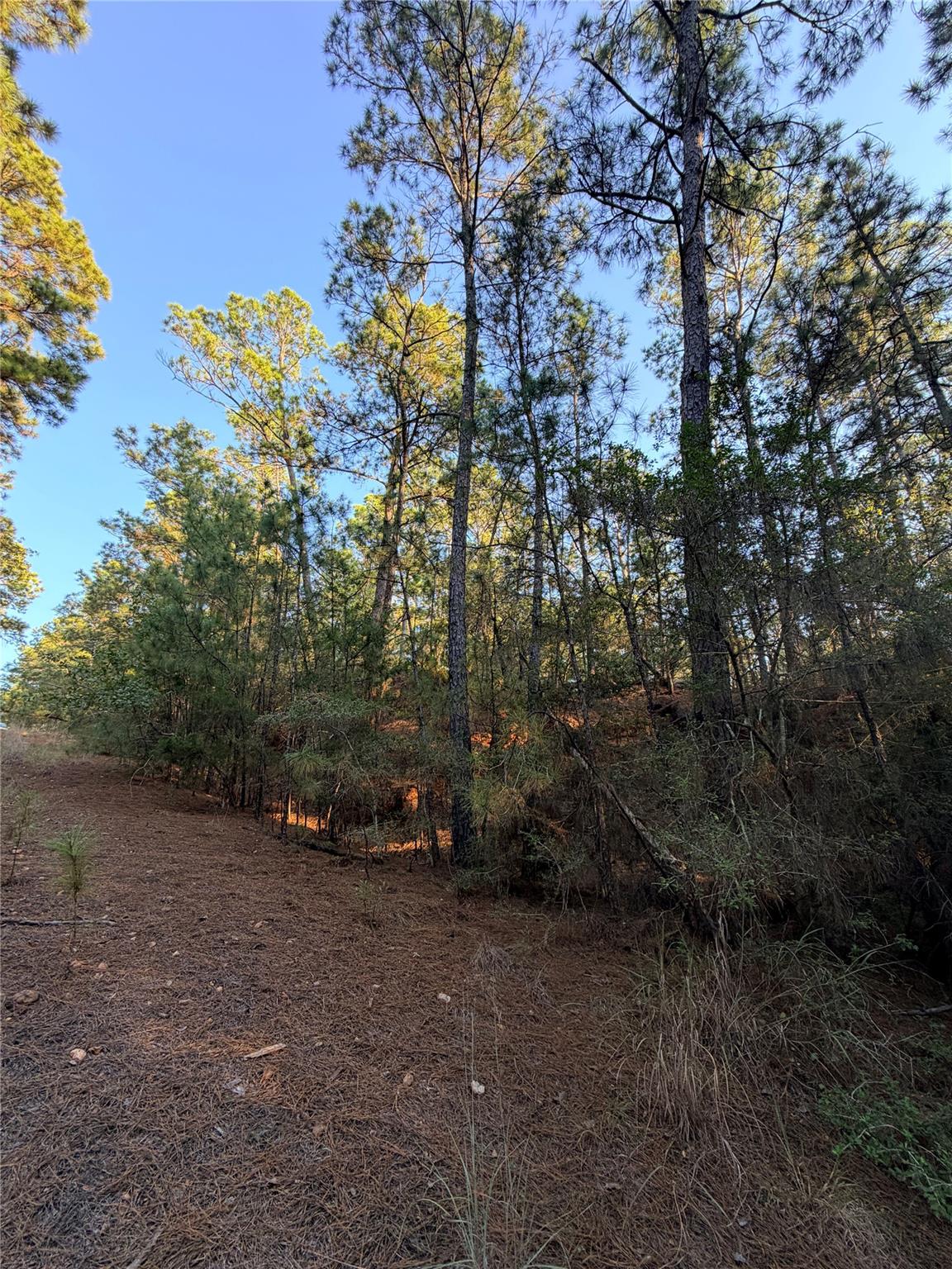 Wooded vacant lot with tall pines and a pine-needle-covered clearing.