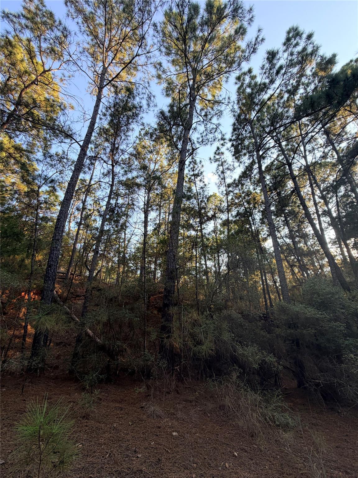 Wooded vacant lot with tall pines, autumn foliage, and a pine-needle-covered clearing.