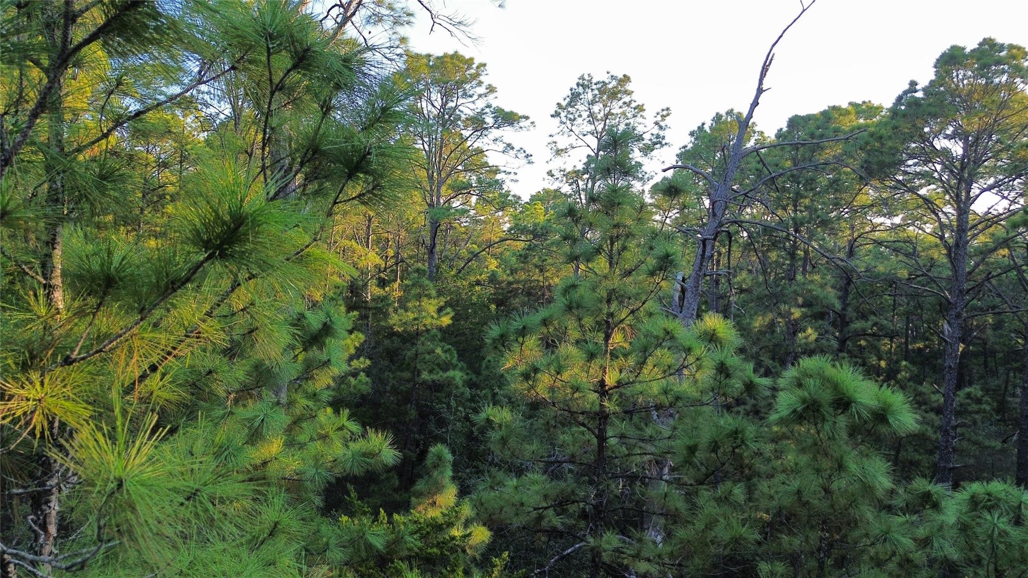Wooded vacant lot with dense pine trees and leafy undergrowth.