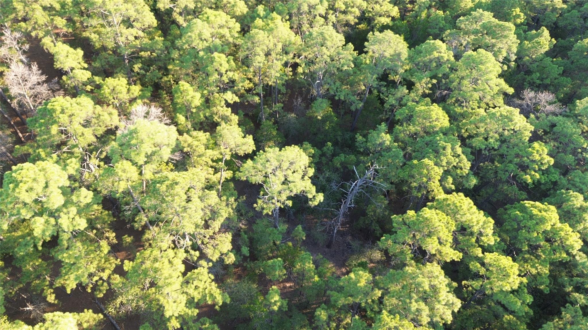 Aerial view of a densely wooded property with sunlit trees and dark clearings.