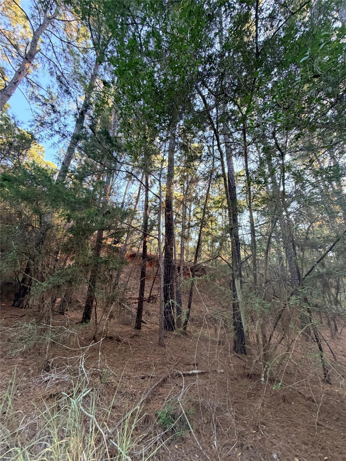 Wooded vacant lot with dense trees and a dry, pine-needle-covered ground.