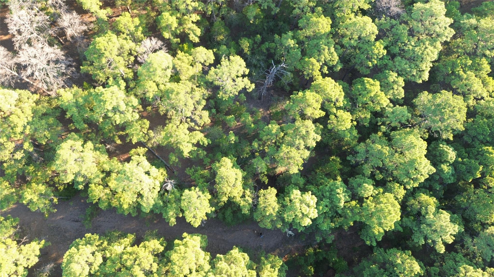 Aerial view of a wooded lot with dense trees and patches of open ground.