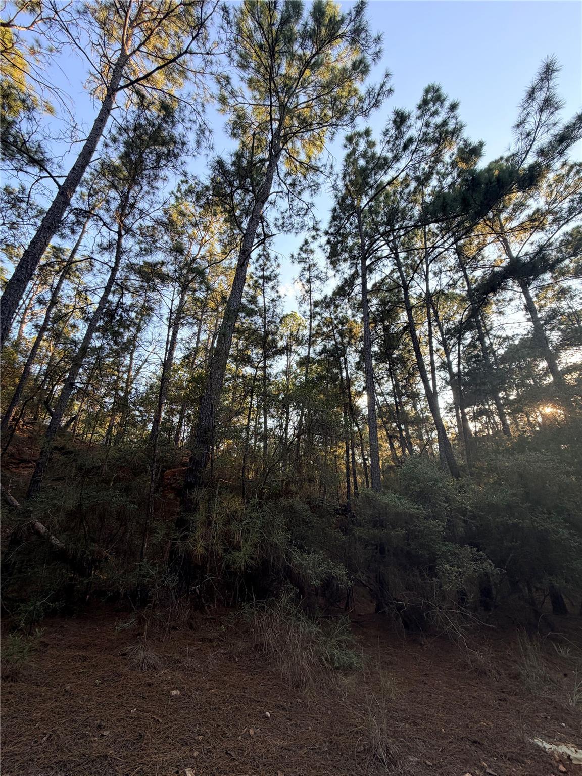 Wooded land with tall pine trees, dense undergrowth, and sunlight filtering through the canopy.