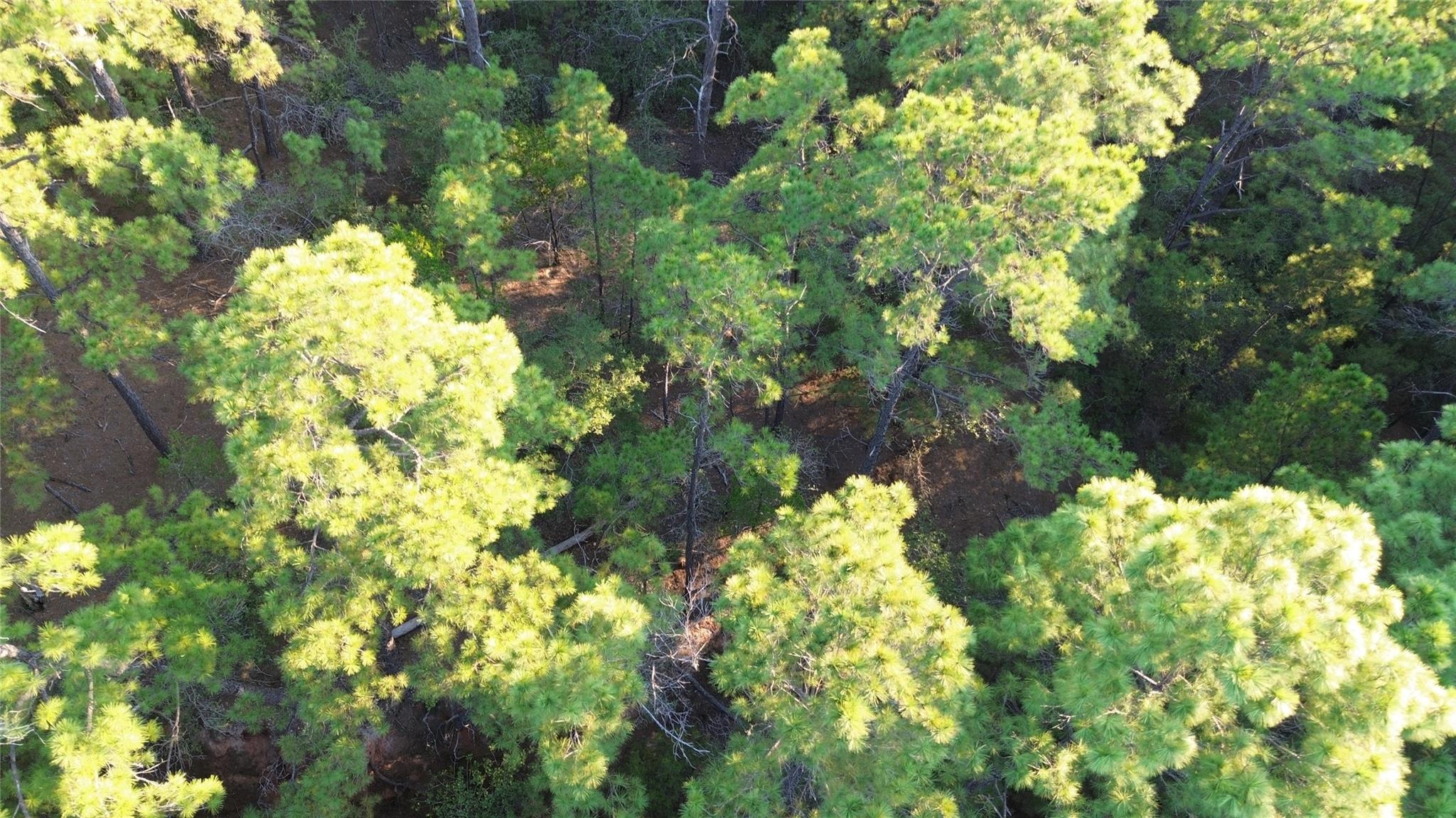 Aerial view of a densely wooded vacant lot covered with mature pine trees.