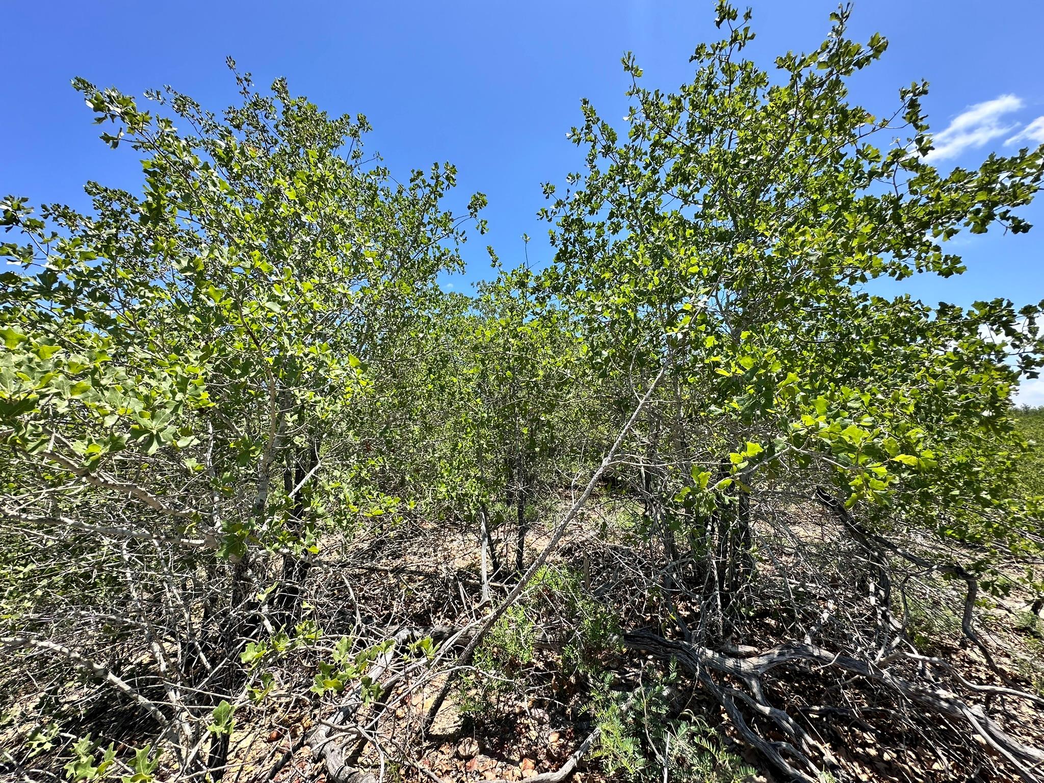 TBD Manawianui DR