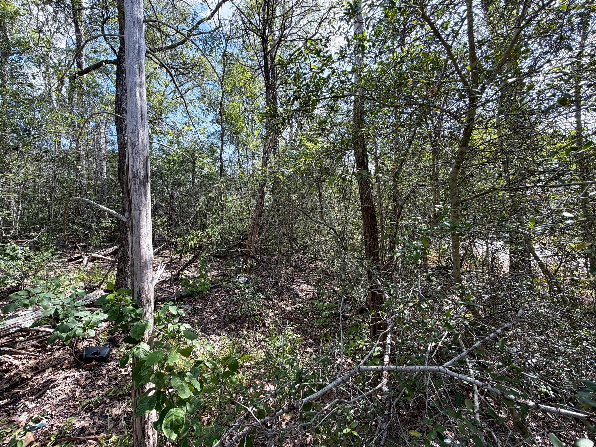 Wooded property with mature trees, dense undergrowth, and fallen branches.