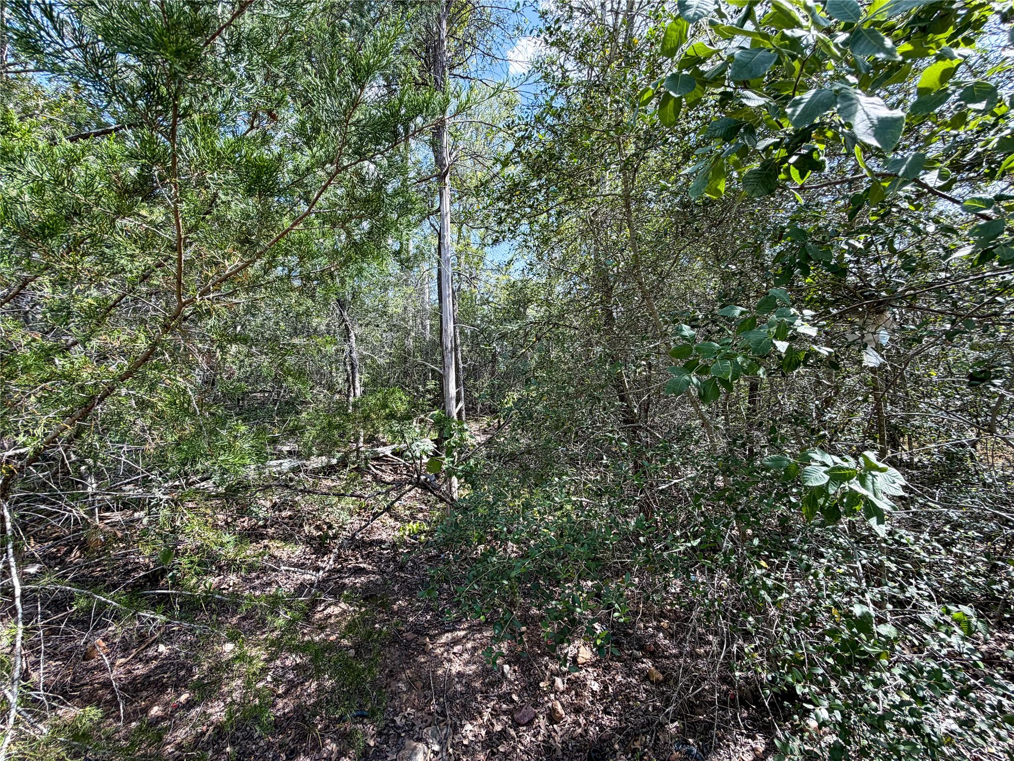 Wooded lot with dense trees and underbrush across a leaf-covered ground.