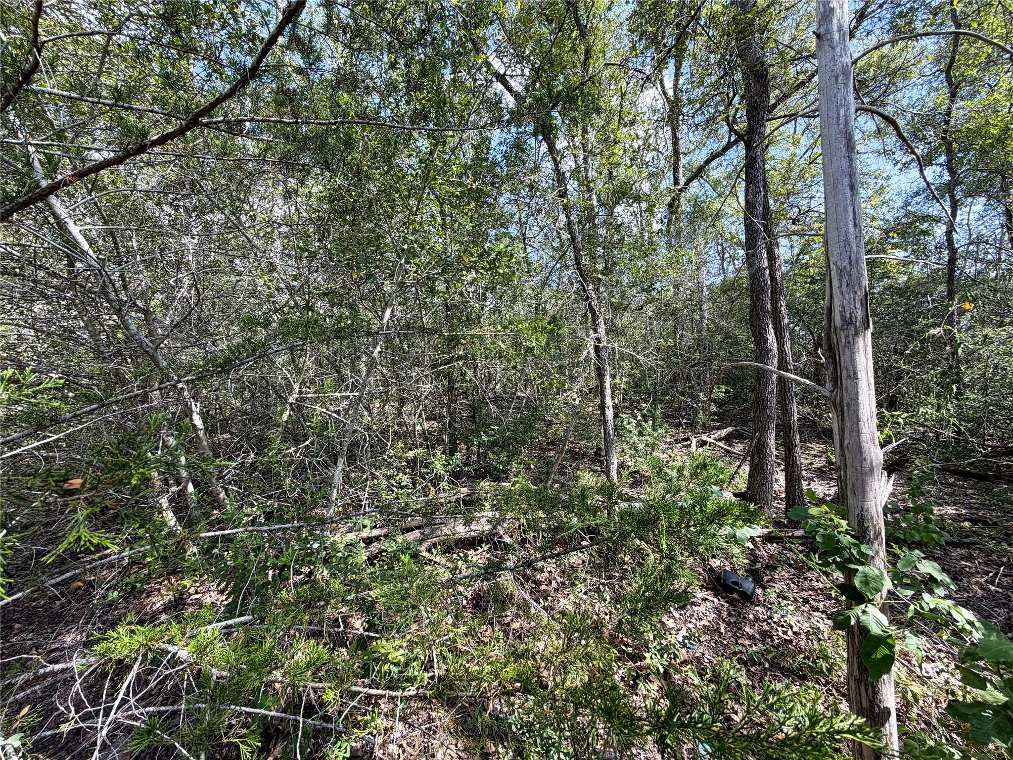 Wooded lot with dense trees, thick brush, and fallen branches.