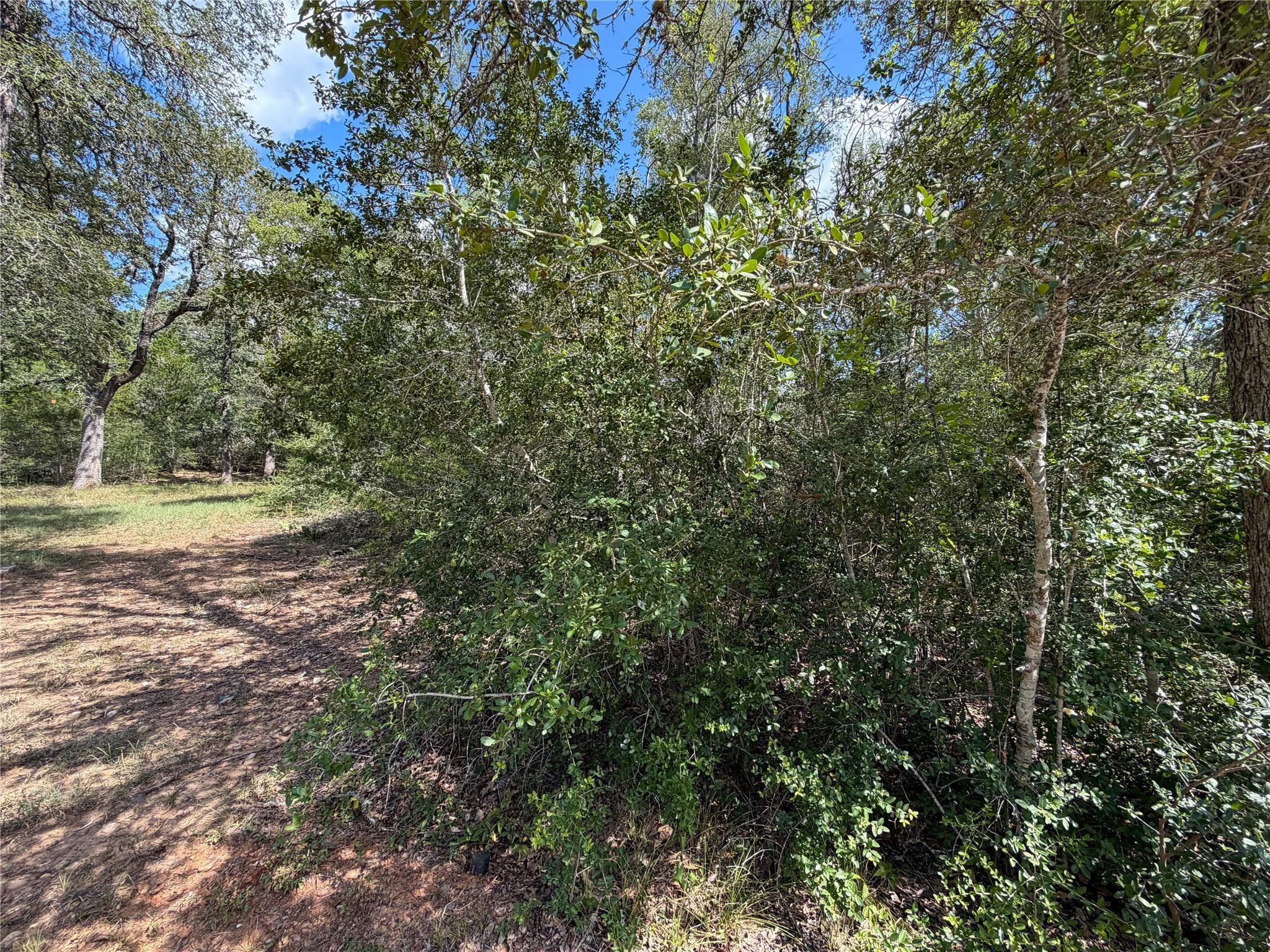 Wooded lot with dense trees and brush beside a sunlit dirt clearing.