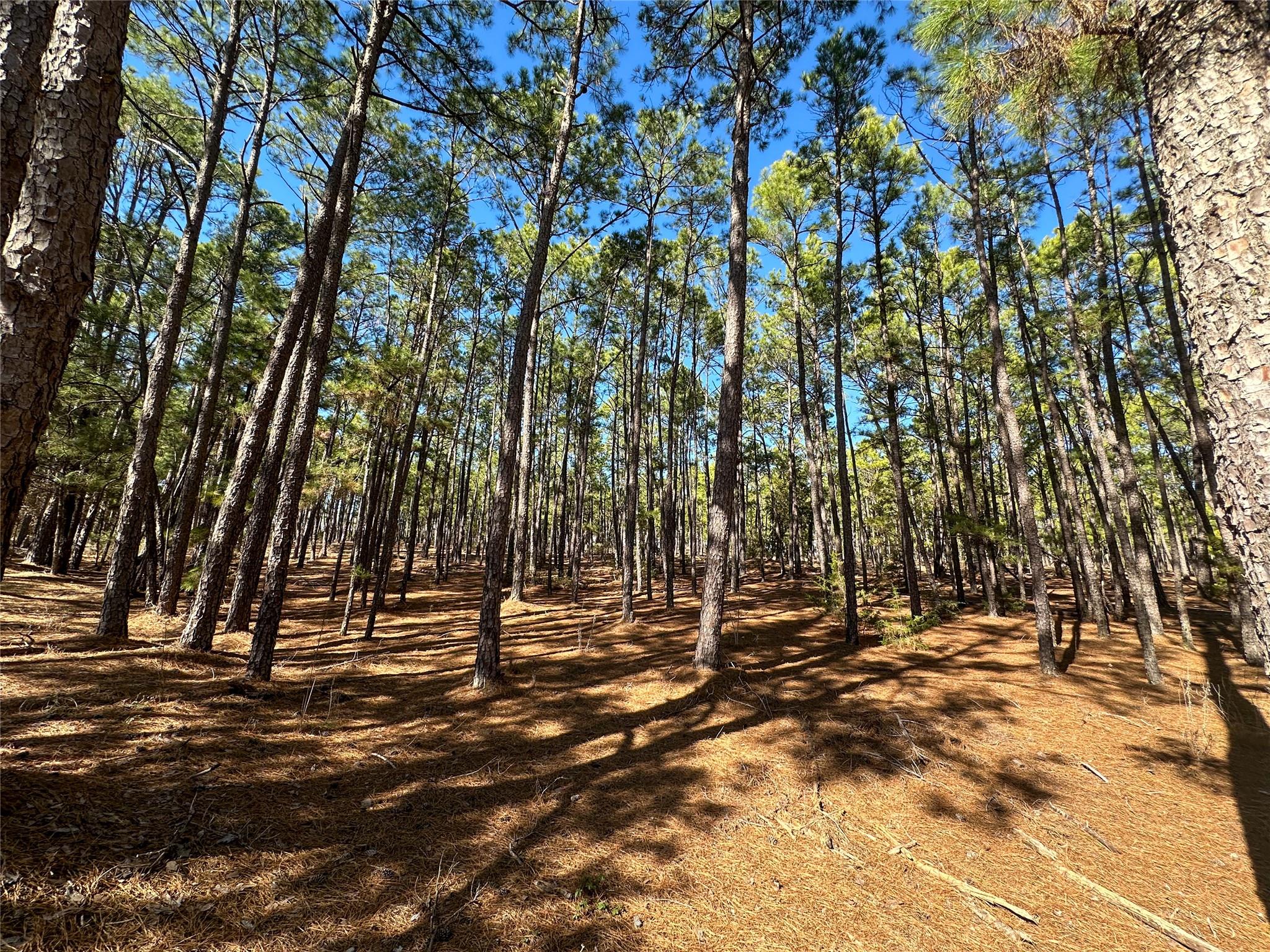 Lot 12 Hickory Ridge DR