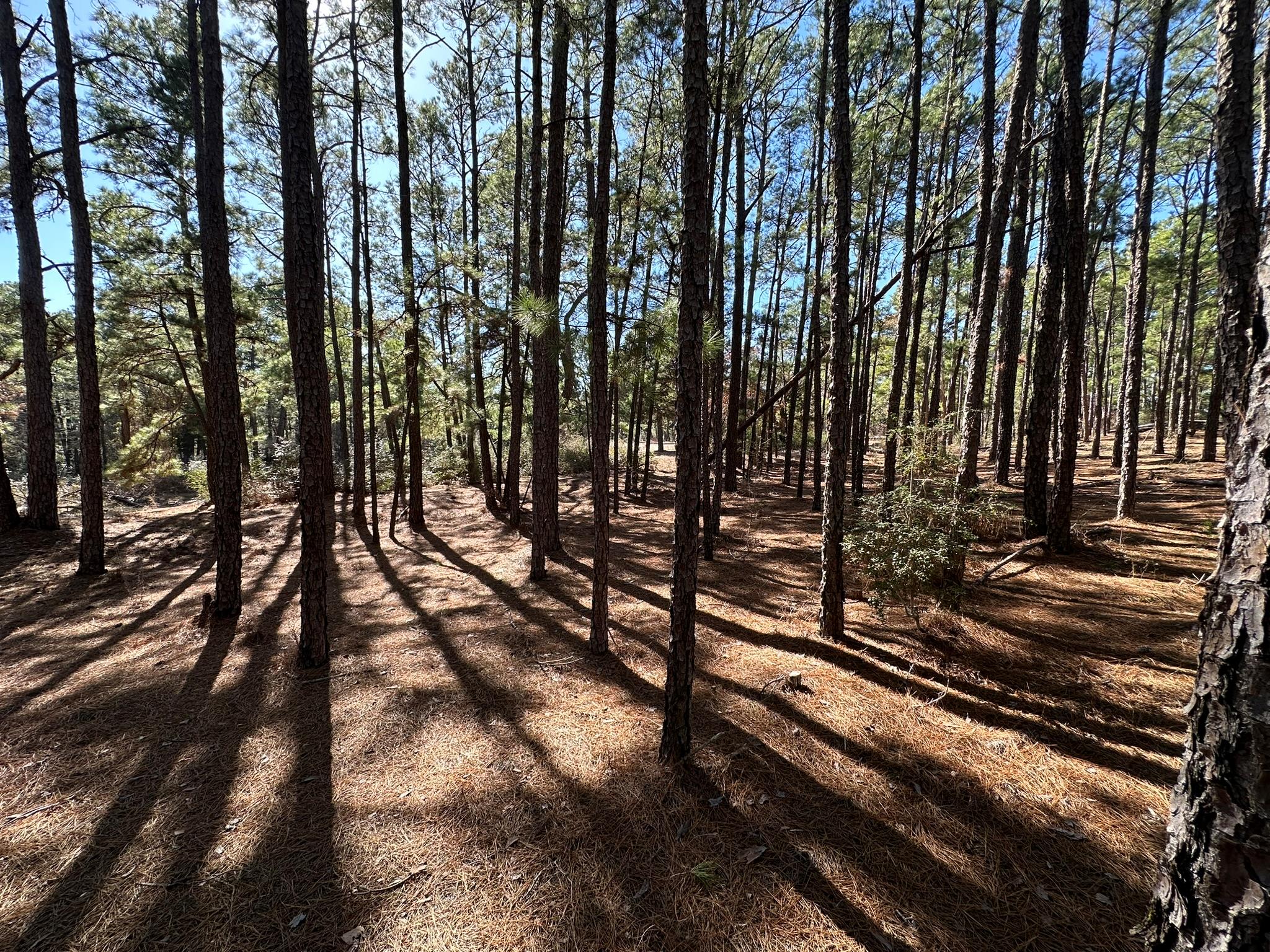 Lot 12 Hickory Ridge DR
