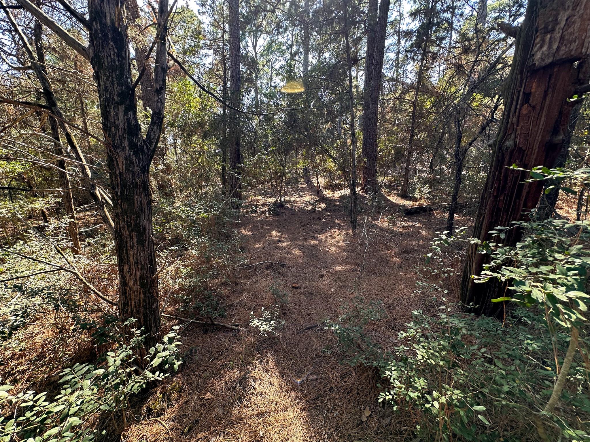 TBD Hula LN