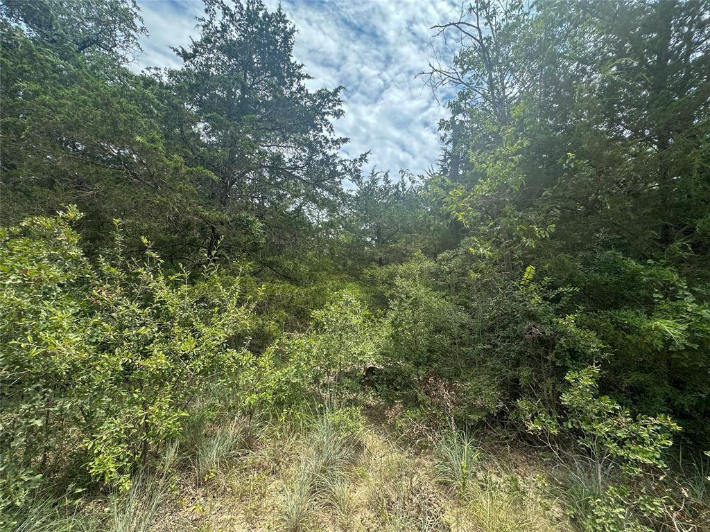 Wooded vacant lot with dense trees, brush, and a small grassy opening.