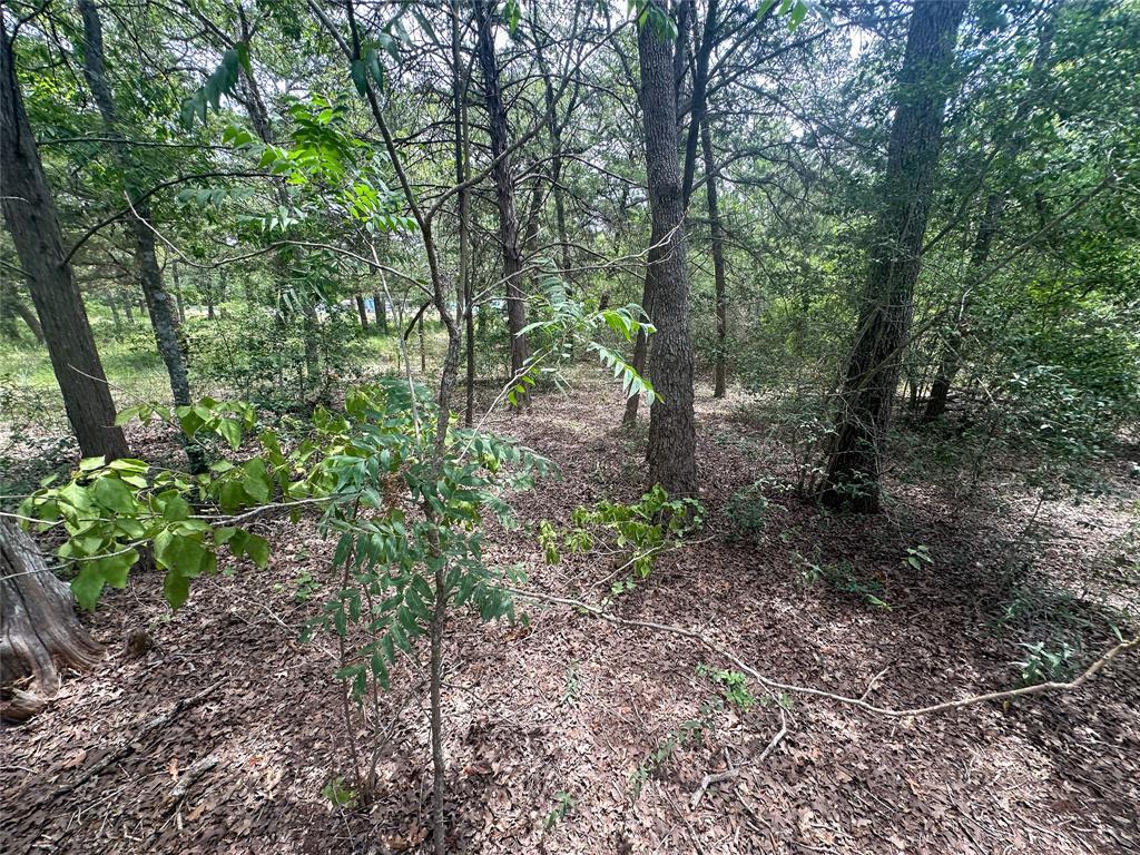 Wooded vacant lot with mature trees and leaf-covered ground.