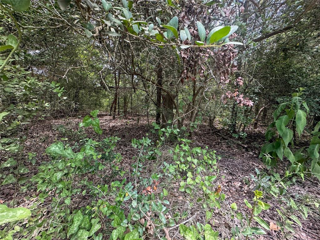 Wooded property area with tangled trees, dense undergrowth, and leaf-covered ground.
