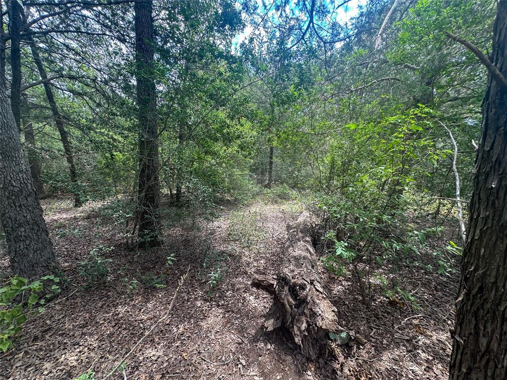 Wooded lot with a small clearing and a fallen stump among mature trees.