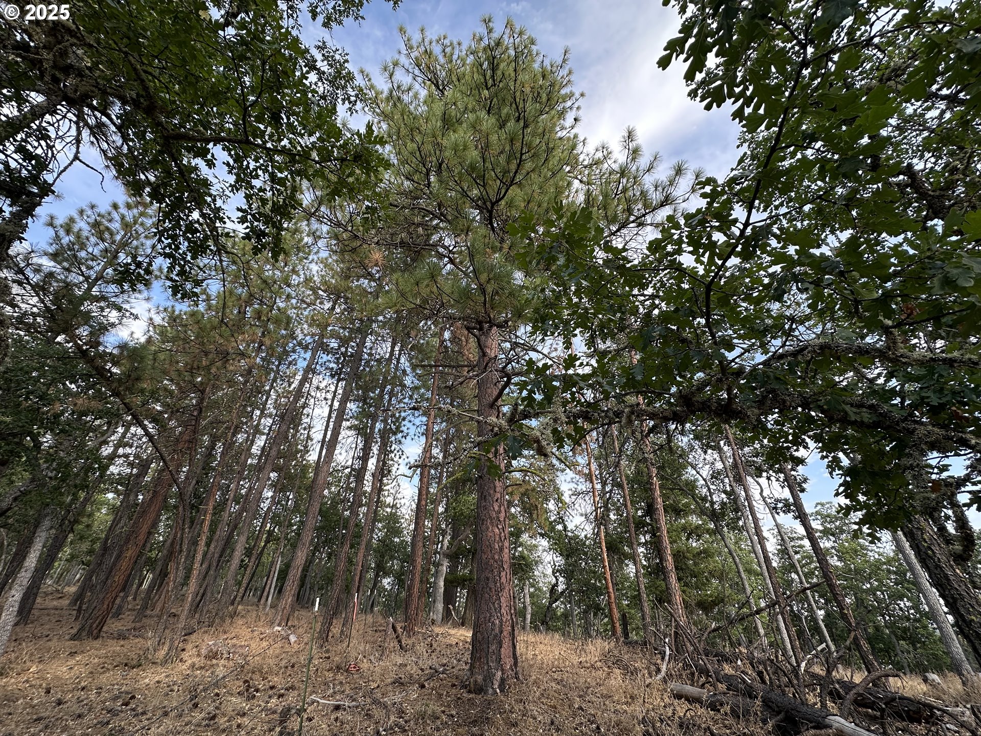 17 W SCENIC LOOP, Goldendale