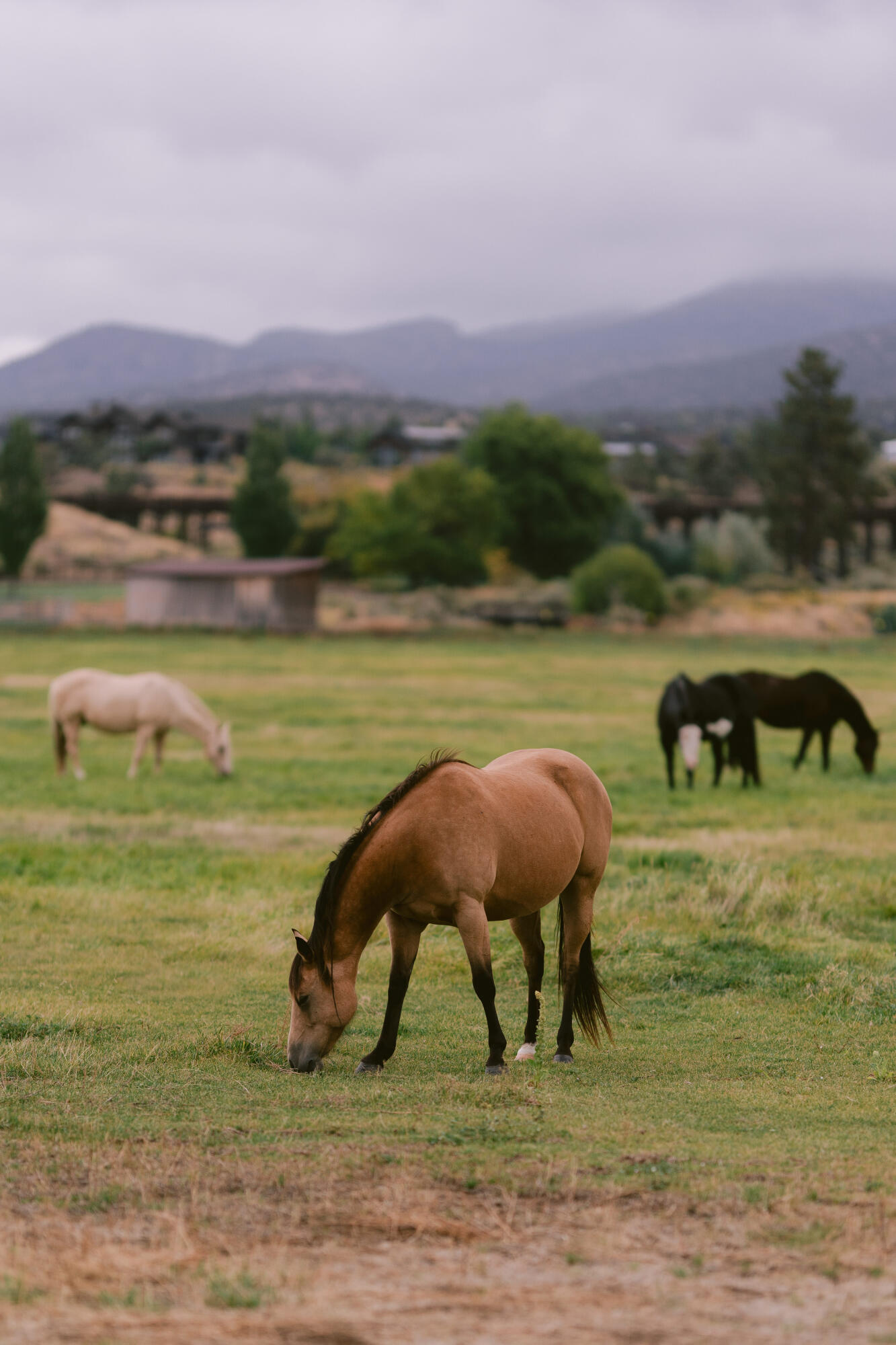16539 SW Vaqueros Way, 6