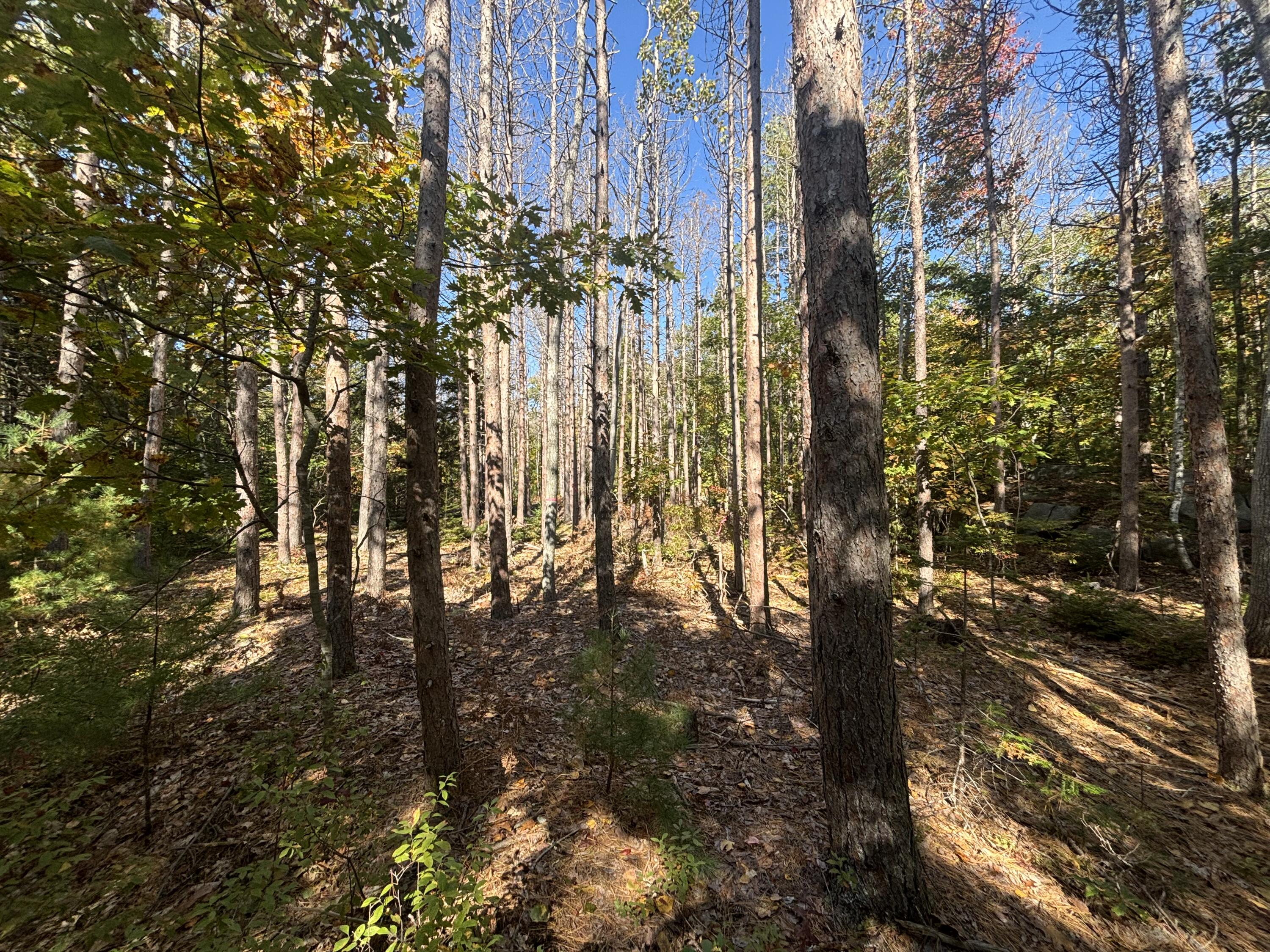 TBD Mills Road