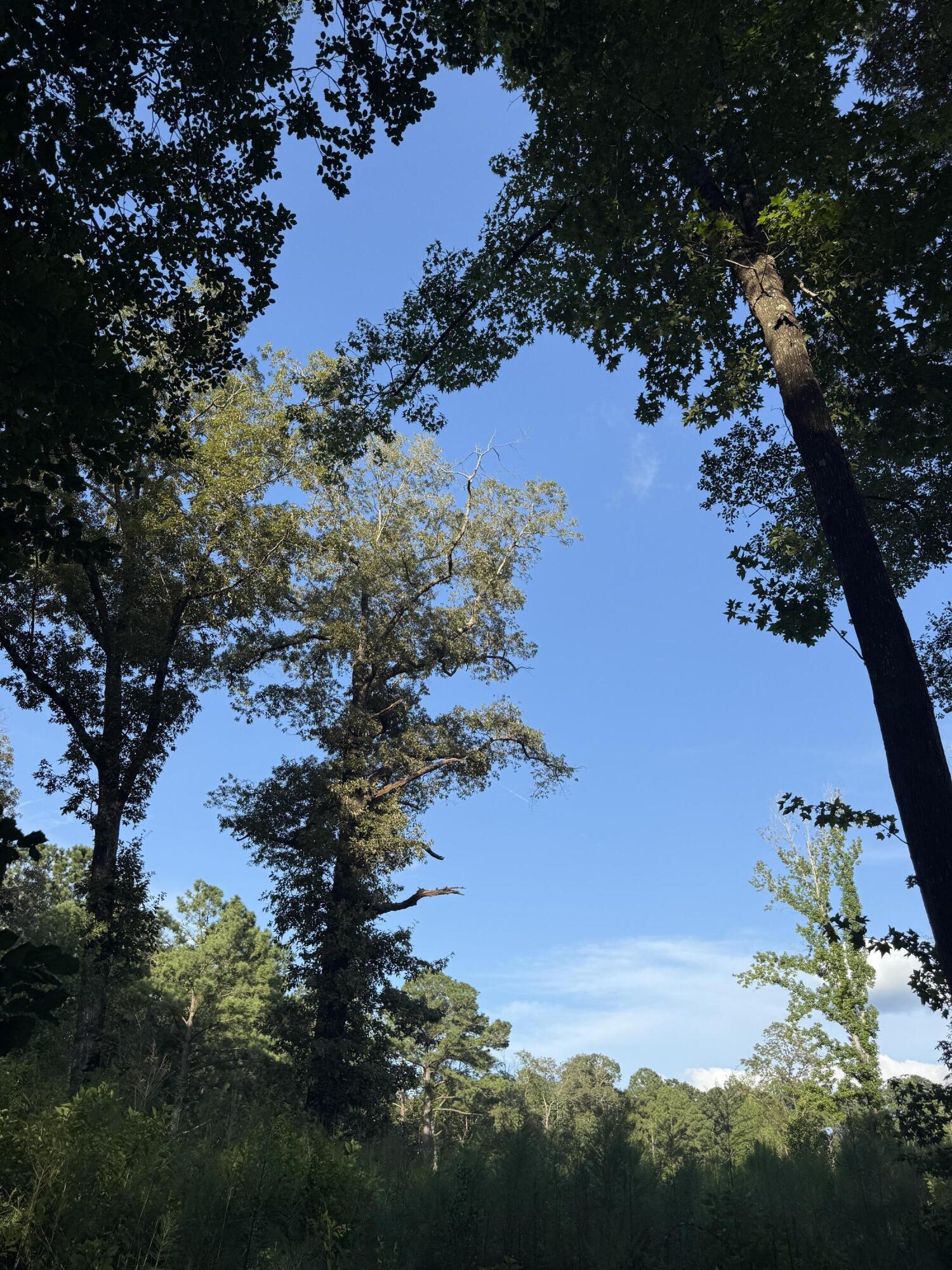 xxx Tall Oaks Road, DeFuniak Springs