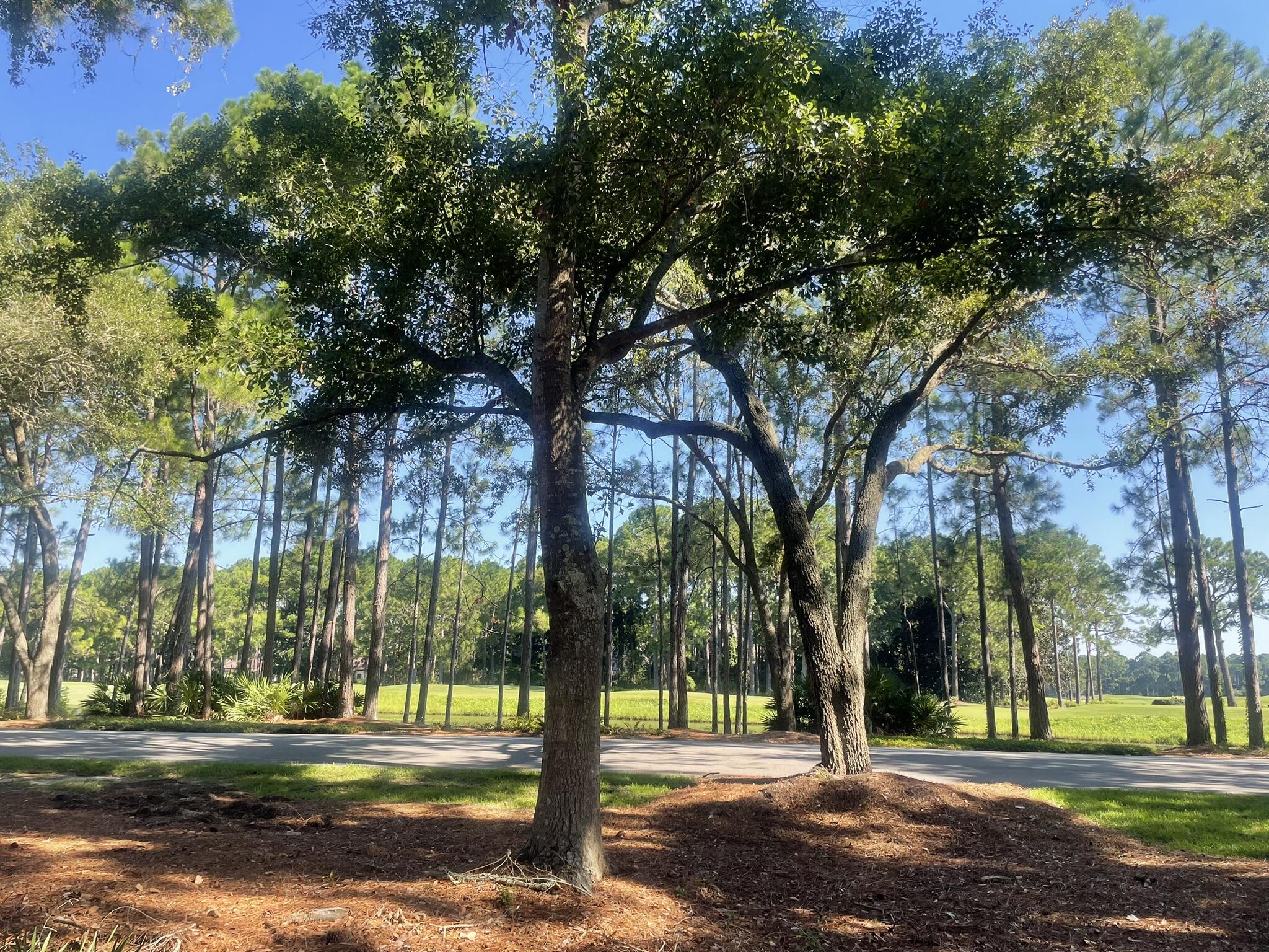 3295 Burnt Pine Lane