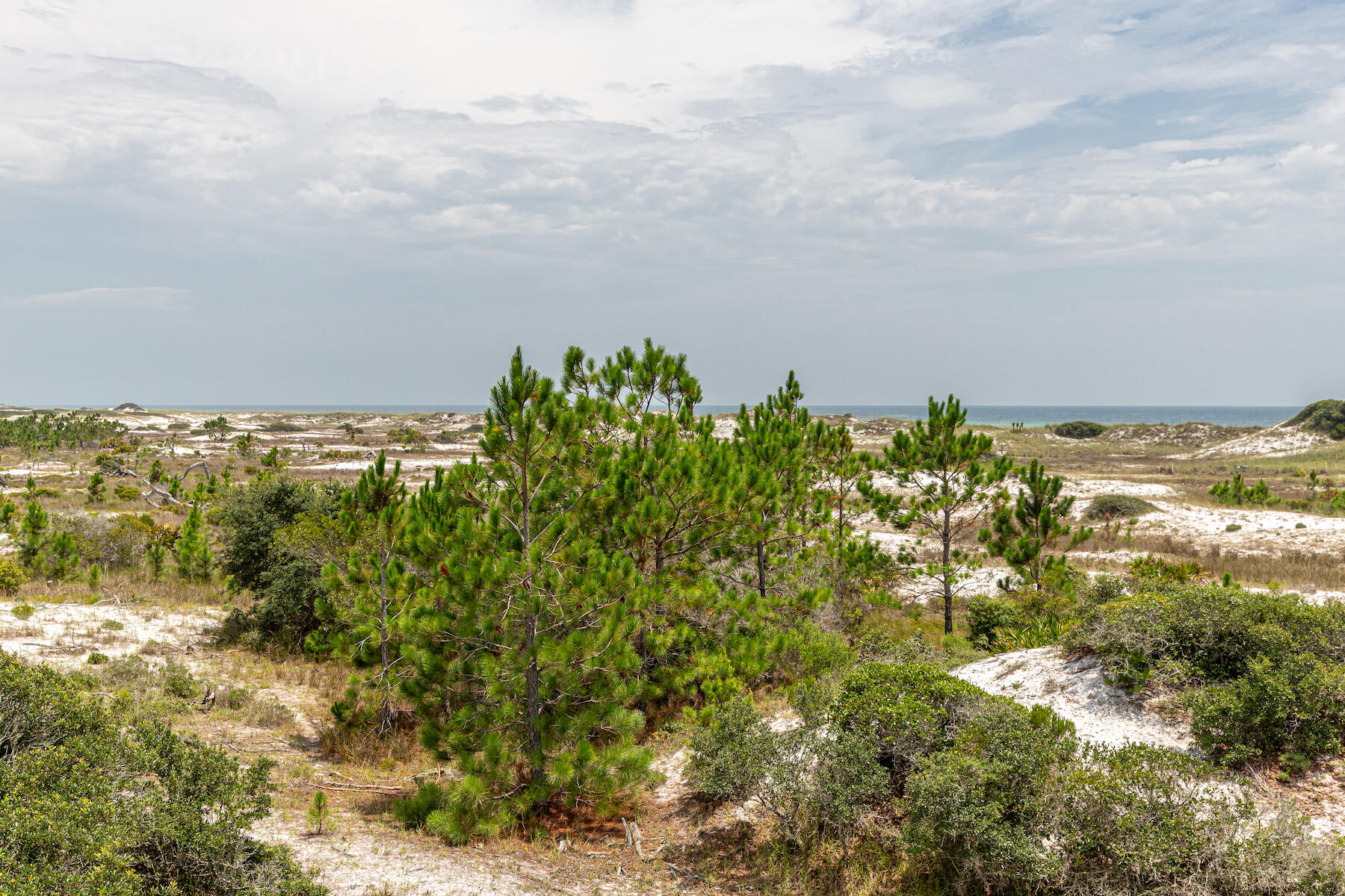 78 Twisted Pine Trail