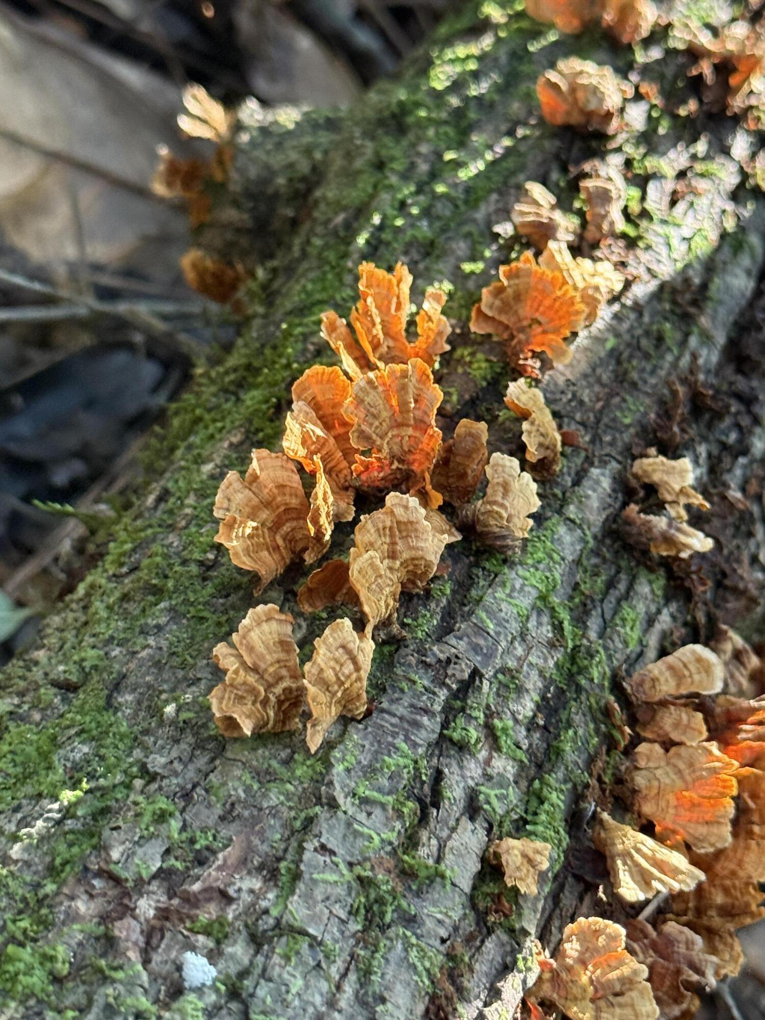 444 Tall Oaks Road, DeFuniak Springs