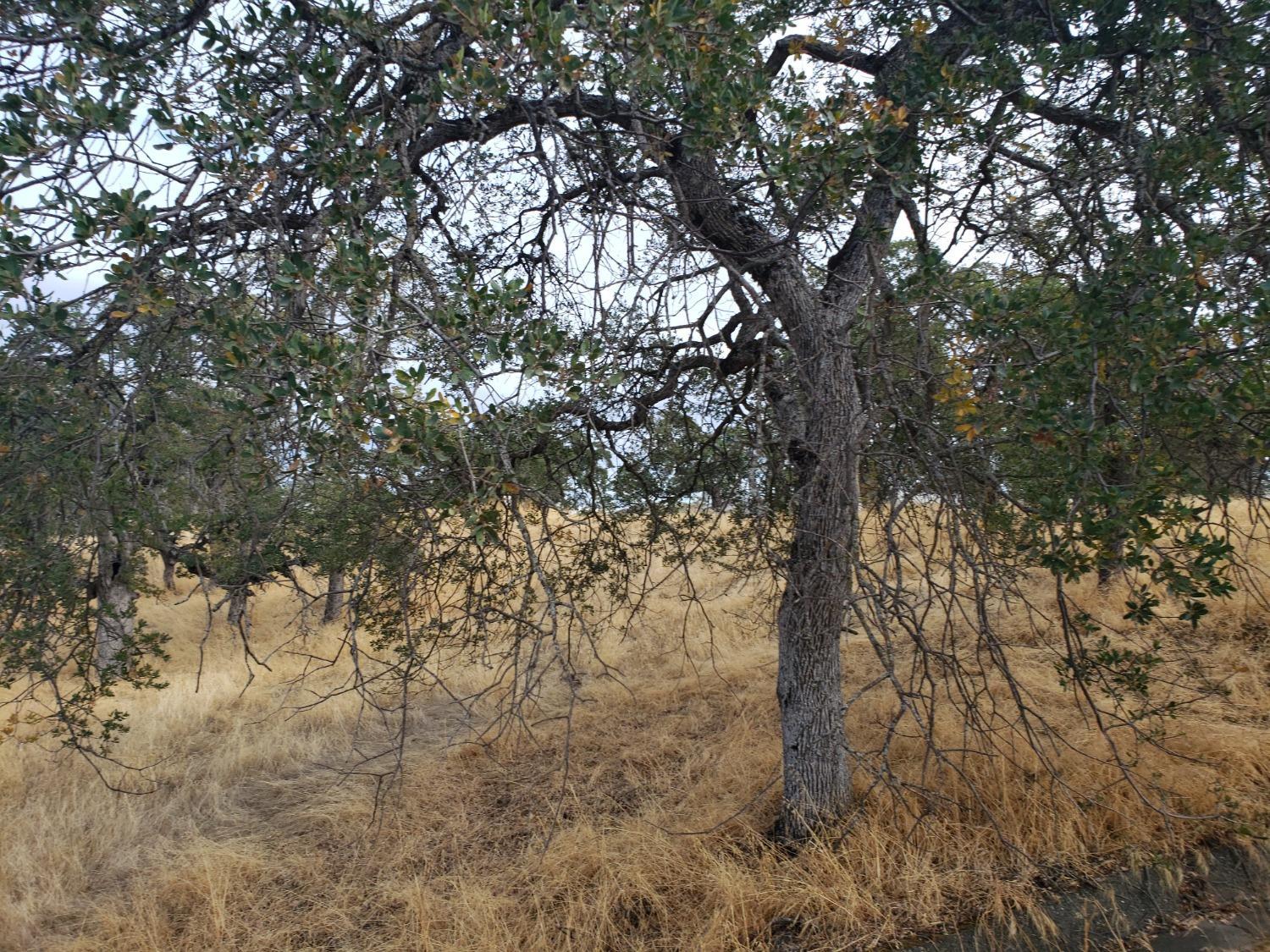 2275 Buena Vista Drive