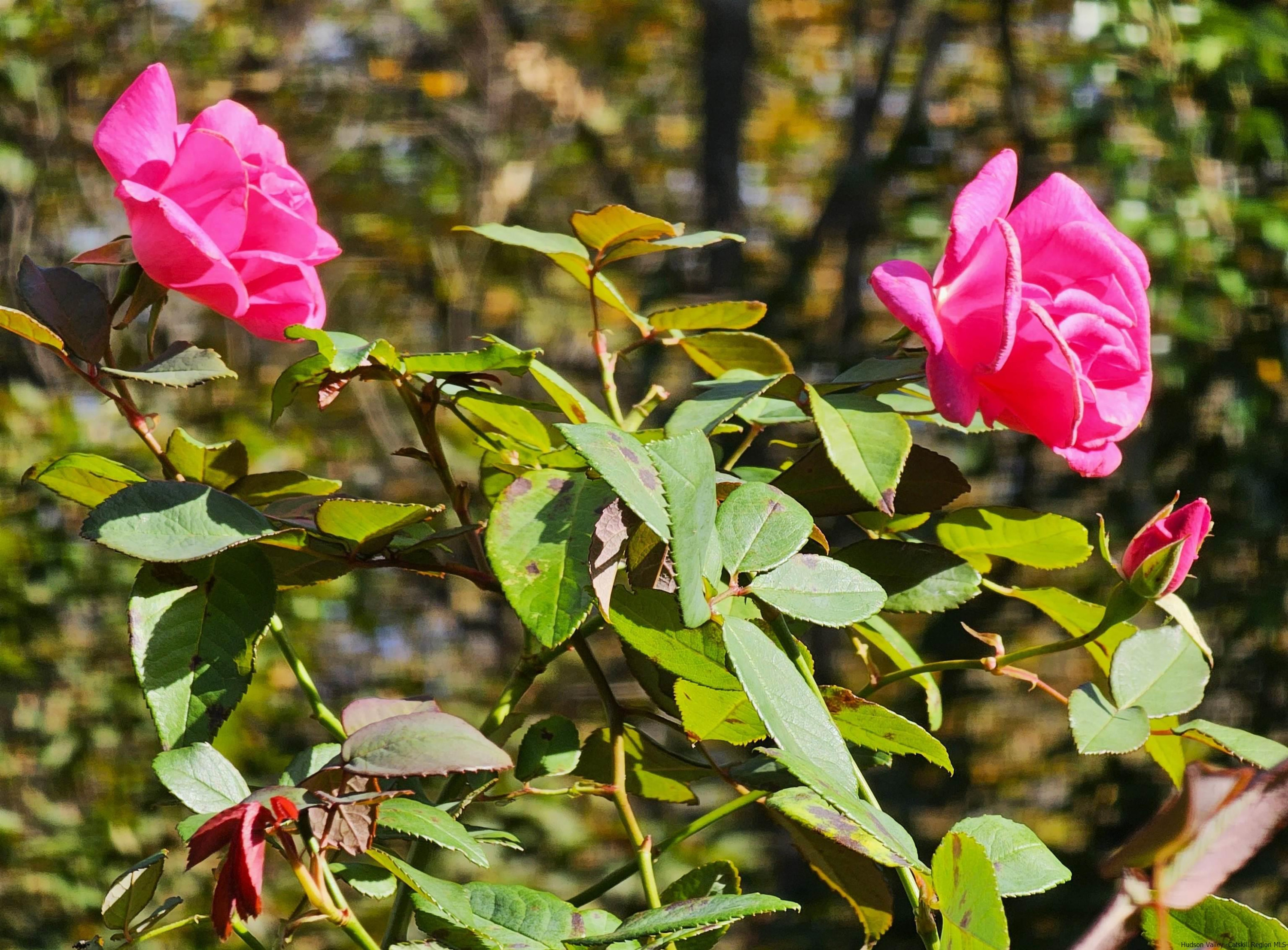 388 W Saugerties Road