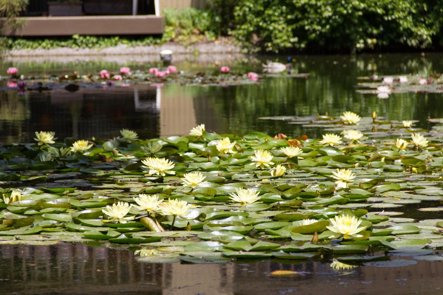 505 Cypress Point DR 44