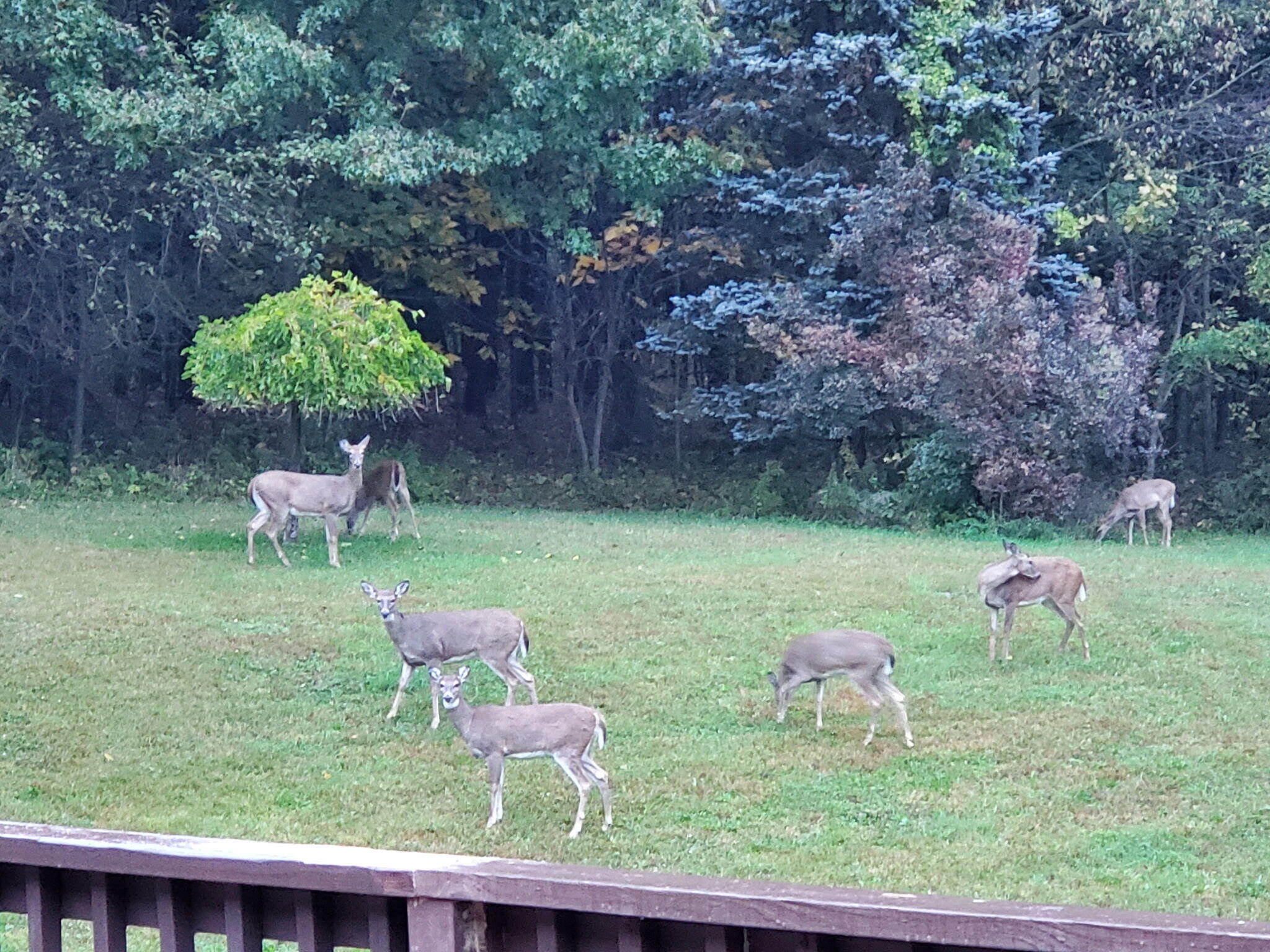 Backyard lawn with several deer near a wooded edge and deck railing.