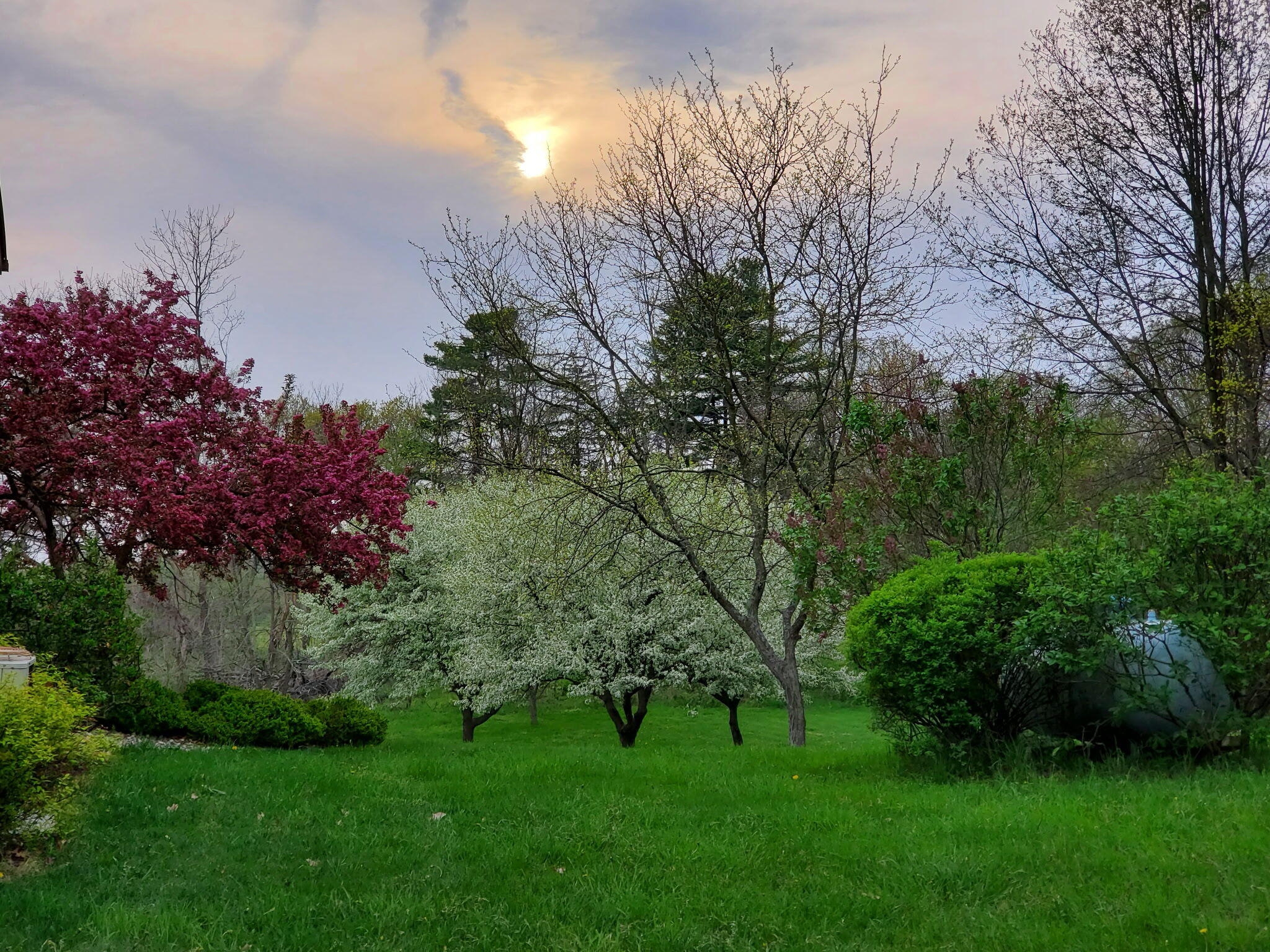 Landscaped yard with flowering trees, green lawn, and low sun behind clouds.