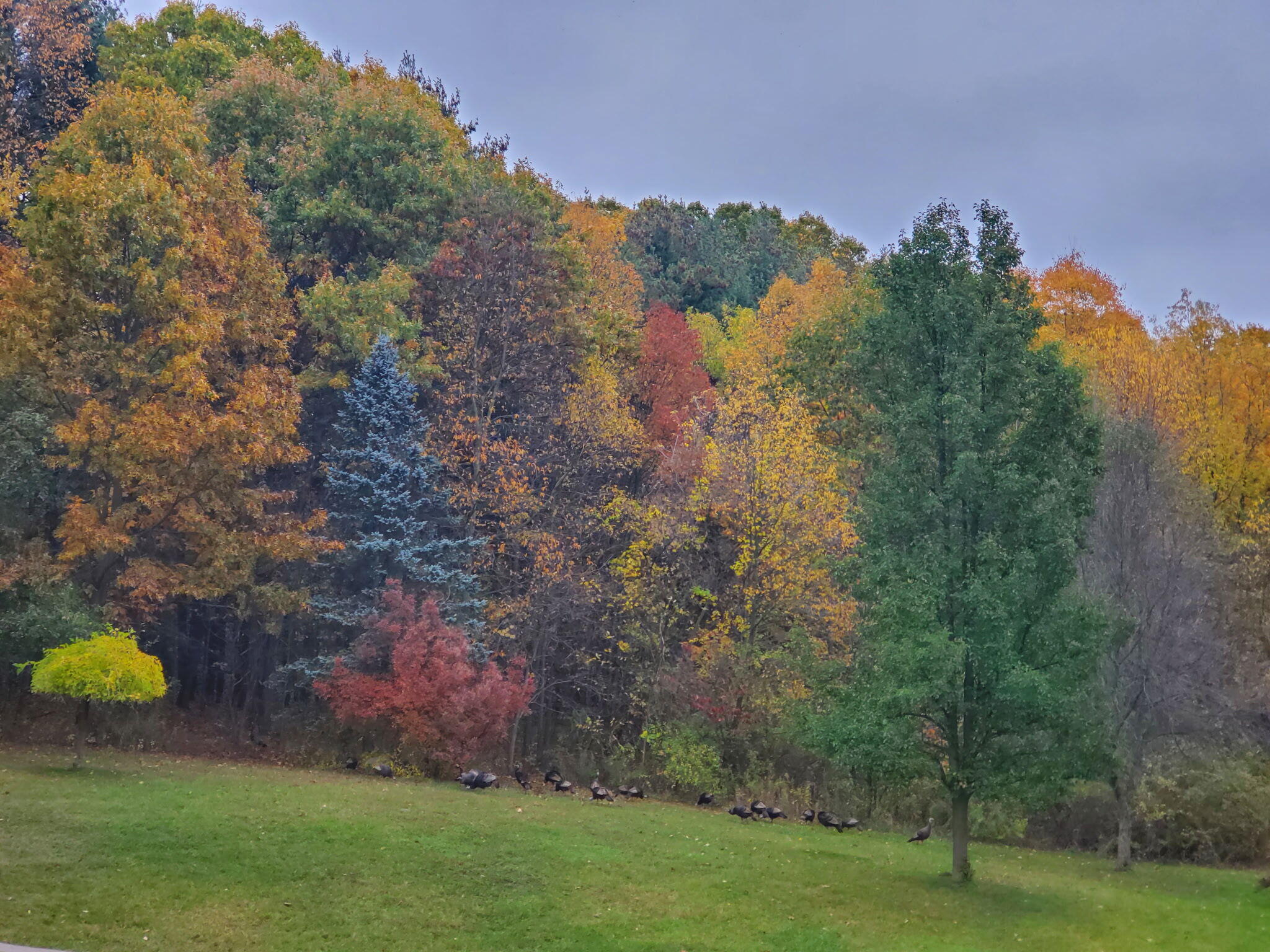 Sloping lawn below colorful autumn trees, with a line of birds at the wooded edge.