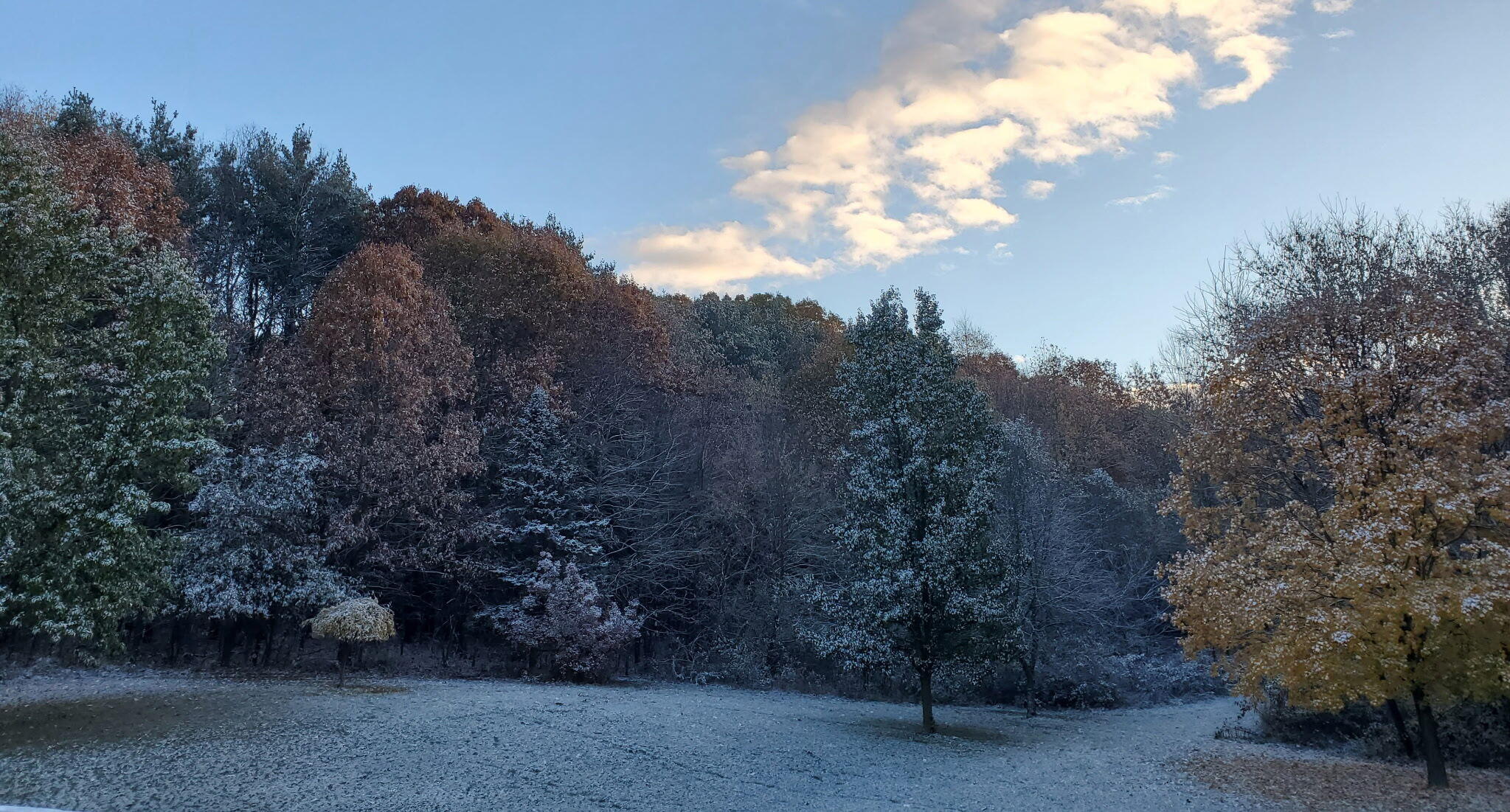 Frost-dusted lawn bordered by dense autumn trees beneath a bright, cloudy sky.
