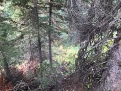 Nhn Arlie Tracts - Lot 30